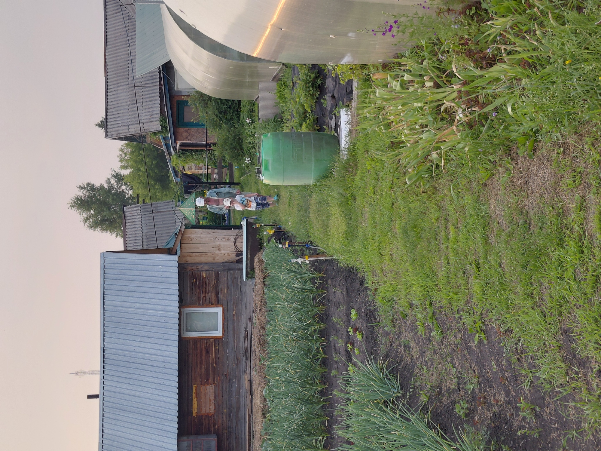 In Новосёлово, Russia, an elderly person and a child walk through a garden. The scene depicts a rural setting with several wooden houses, some with corrugated metal roofs. In the foreground, neat rows of green onions and other low-lying plants are growing in dark soil. A bright green plastic water barrel stands to the right of the path. Further back, two large, translucent greenhouse structures are visible, their curved surfaces reflecting the soft light of what appears to be dusk. The sky is overcast with a hazy, pale pink hue. The overall impression is one of a functional, well-tended garden and homestead.