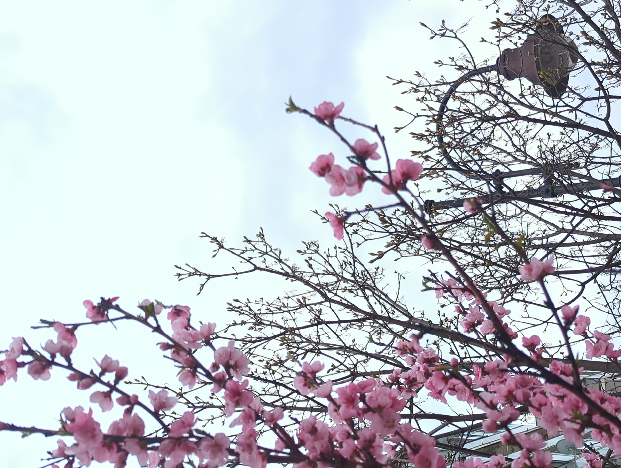 The image, likely taken in Razgrad, Bulgaria, presents a low-angle view of flowering branches against a pale sky with wispy clouds. The tree's branches are filled with small pink blossoms. Towards the top right of the frame, a street light fixture is visible, partially obscured by the branches. The overall scene suggests a spring day in an urban setting, possibly a park or residential area where flowering trees have been planted.