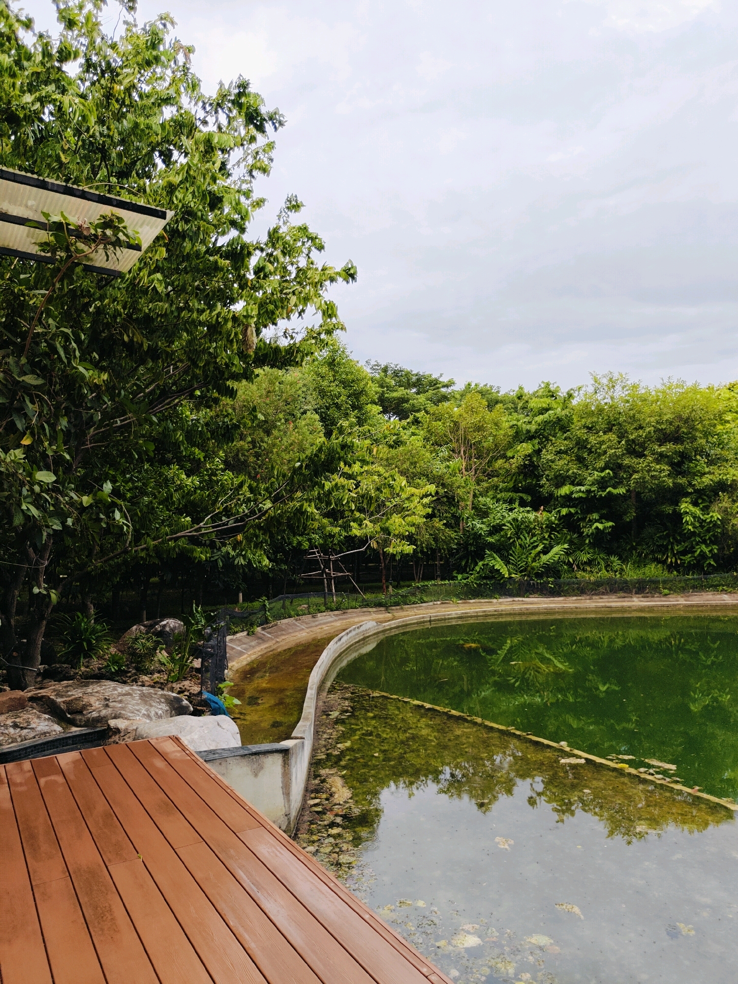 A vertical, eye-level outdoor shot features a wooden deck in the foreground on the left, with a pond to the right. The deck is made of brown, wooden planks with visible wood grain. The pond is oval-shaped and filled with green water, with algae and debris floating on the surface. A concrete wall surrounds the pond. Behind the pond, a dense forest of lush green trees and vegetation stretches across the background. The sky above is overcast and pale gray. On a rocky area next to the pond, a small blue bird is perched on a rock. A portion of a white, corrugated roof structure is visible in the upper left corner, supported by black beams and attached to trees. The image appears to be taken in a natural setting, possibly a park or a sanctuary, in the city of Mu Si, Thailand.
