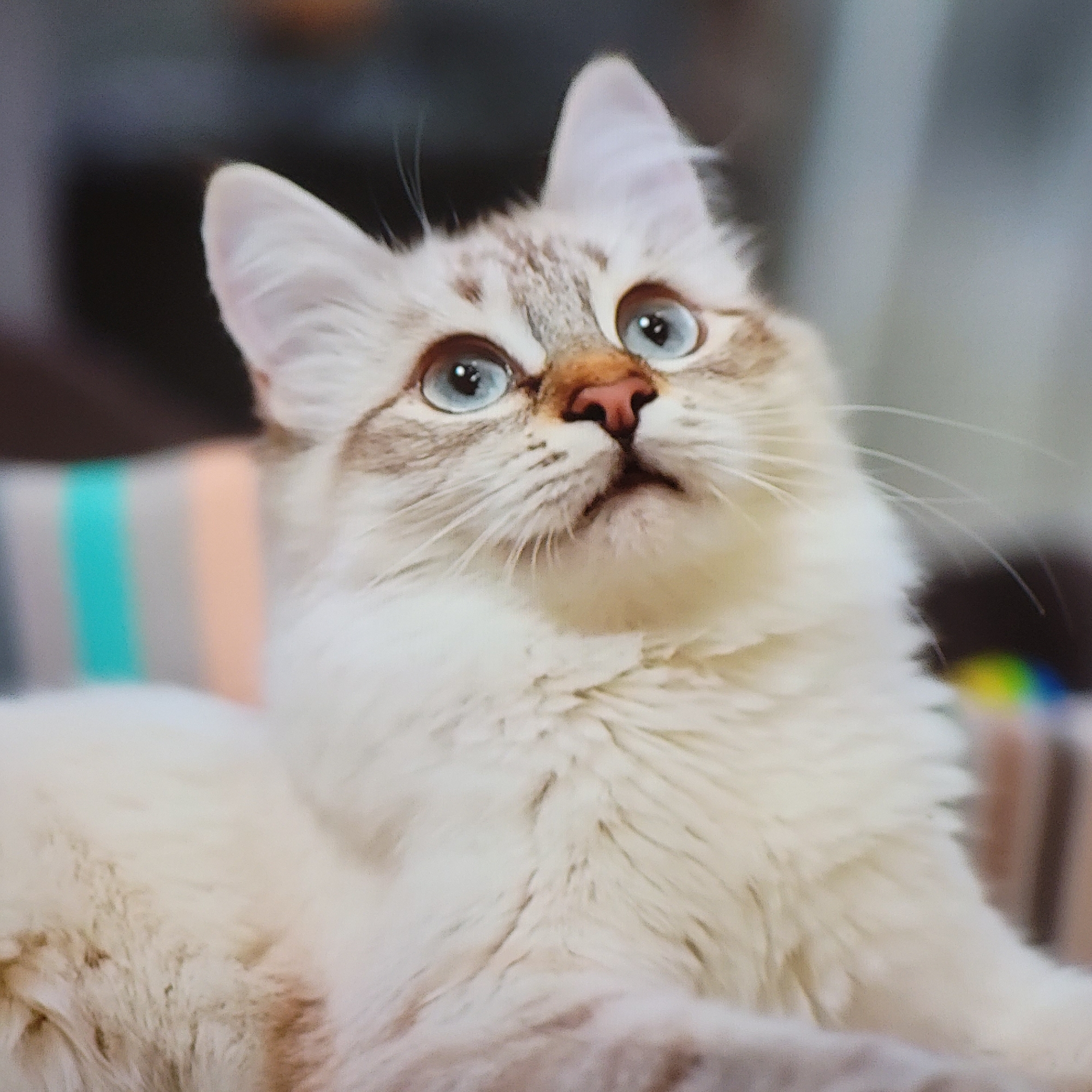 A medium shot depicts a fluffy cat with a light tan and white coat. The cat has striking light blue eyes and a pink nose. Its ears are erect, and its gaze is directed upwards. The cat appears to be sitting or lying down on a surface with striped patterns in shades of blue, peach, and gray. The background is slightly blurred, suggesting an indoor setting. The location is unspecified and cannot be determined to be in Yerevan, Armenia from the provided image.