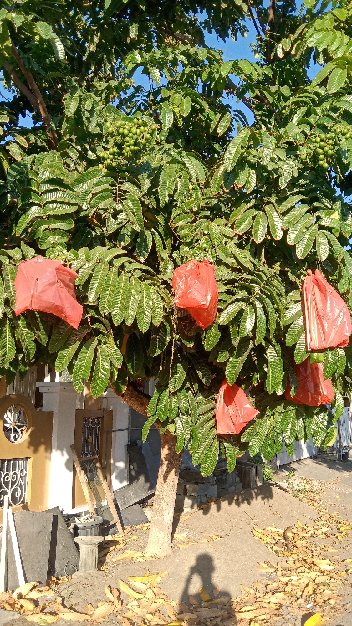 The image shows a tree with green leaves and some green fruit. Several clusters of fruit are visible high in the tree. Five red plastic bags are tied around some of the branches, presumably to protect the fruit. The tree is in front of a building with a yellow facade, a white-trimmed window, and a decorative iron gate. Scattered on the ground around the tree are dry, fallen leaves and some construction materials, including large, flat gray panels and stacks of what appear to be concrete blocks. The ground is a mix of dirt and sand. A shadow of a person holding a phone or camera is visible in the lower right portion of the image, indicating the photograph was taken by someone in that position. The lighting suggests it is daytime, with sunlight casting shadows. The scene appears to be in an outdoor, possibly residential or semi-commercial area within the city of Kediri, Indonesia.