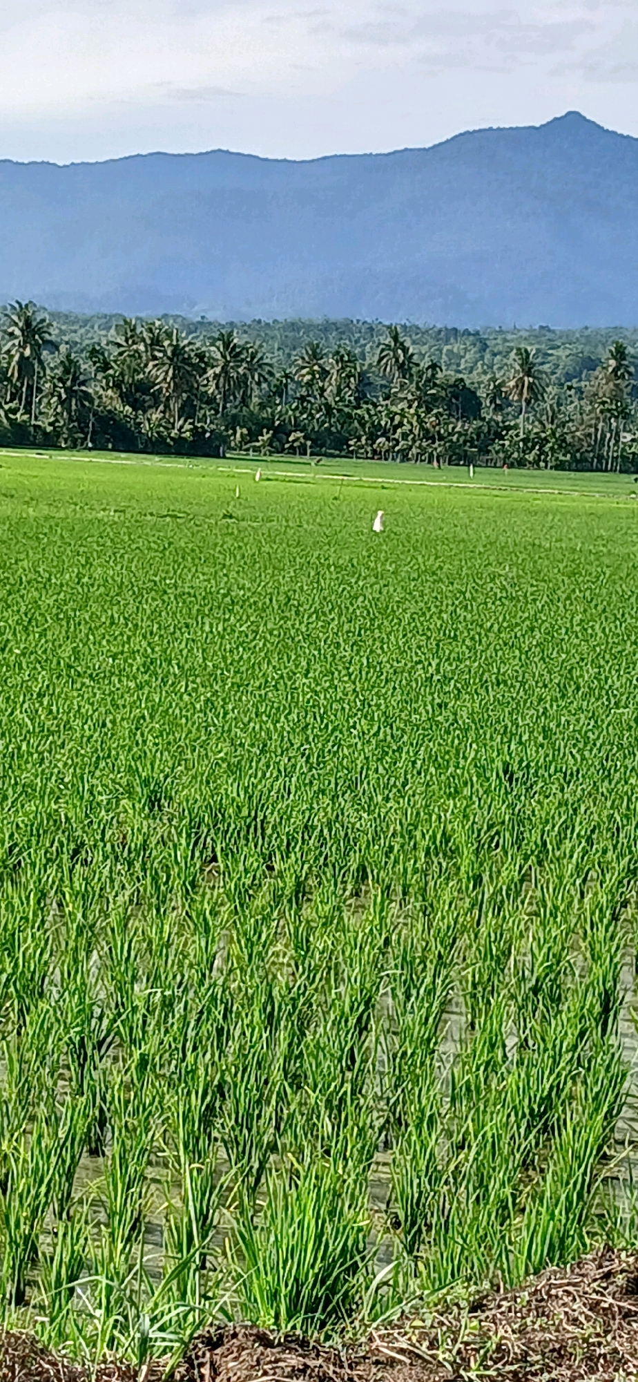 The image depicts a vast, verdant rice paddy field in Darussalam, Indonesia. The foreground is dominated by rows of young, bright green rice stalks emerging from shallow water, with dark soil visible at the very bottom edge. In the middle ground, the rice field stretches out uniformly, appearing as a dense carpet of green. Several small, white egrets or similar birds are scattered across the field, appearing as white specks against the green. In the background, a dense line of palm trees and other lush green vegetation forms a natural border. Beyond this, majestic, mist-shrouded blue mountains rise up, their peaks softened by atmospheric haze under a pale, overcast sky. The overall impression is one of a tranquil, rural landscape bathed in natural light.
