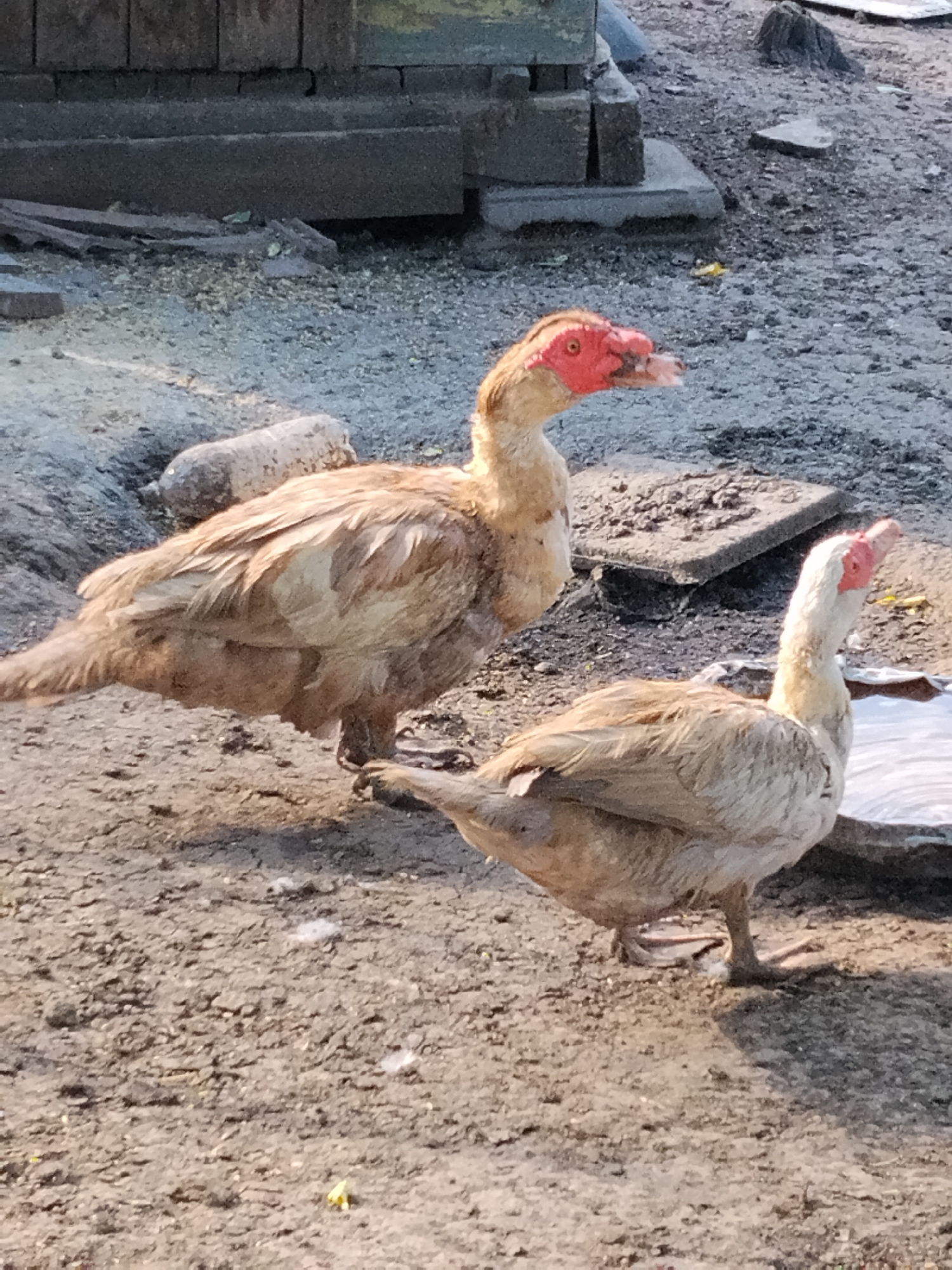 Two Muscovy ducks stand on a dirt surface. The duck in the foreground is facing right, with its head turned slightly upwards. It has pale brown and white feathers and a red, warty face. The second duck, larger and to the left, is also facing right with its head raised. It has similar feather coloration and a red face. The environment appears to be outdoors, possibly a farmyard or rural area, with loose soil, stones, and a concrete slab visible. In the background, there are stacked bricks or blocks. The lighting suggests it is daytime, with shadows indicating sunlight. The location is Ustyvytsia, Ukraine.