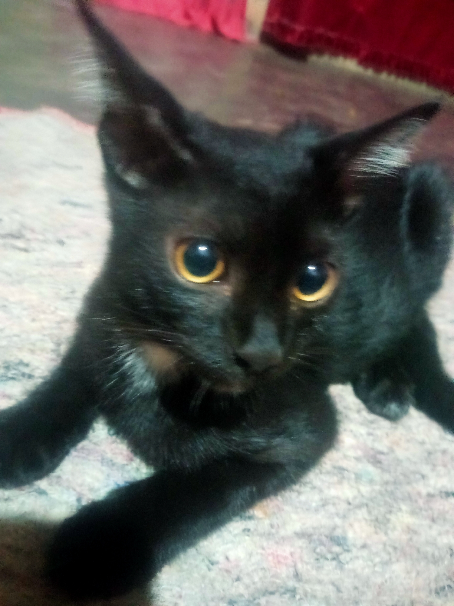 A black kitten with large, golden eyes sits on a textured, patterned rug. The kitten is positioned facing the viewer, with its body slightly turned to its left. Its ears are pointed upwards, and its fur appears soft and dense. In the background, a reddish-pink fabric is visible, likely curtains or a blanket. The lighting suggests an indoor setting. The image is taken from a slightly elevated perspective, looking down at the kitten.