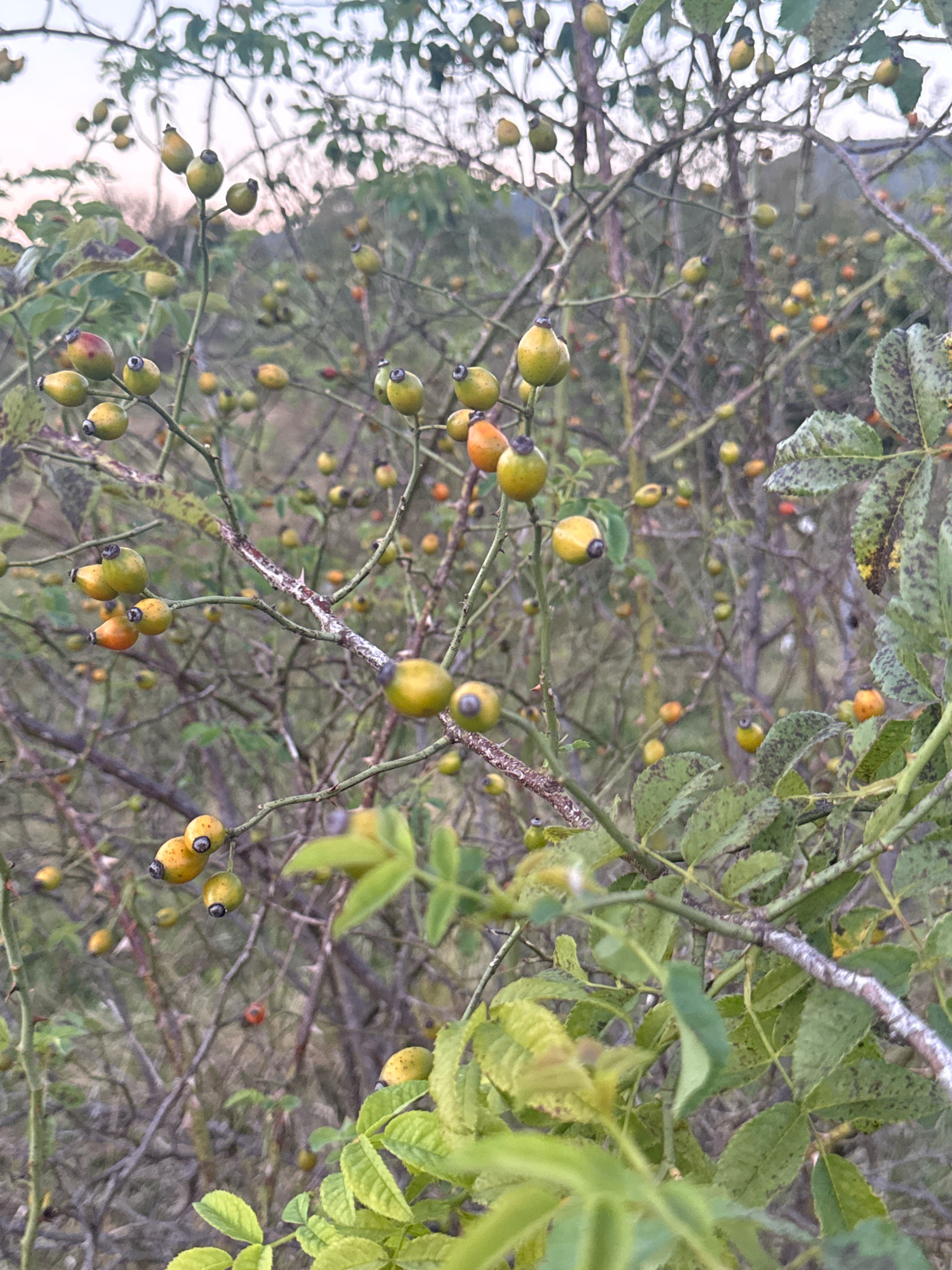 The image is a close-up, outdoor photograph of a rosehip bush with numerous rosehips in various stages of ripeness, ranging from green to orange. The rosehips are clustered on thorny branches, interspersed with green and some discolored leaves. The background is blurred, showing more branches and foliage, suggesting a natural, possibly wild setting. The lighting is soft and diffused, indicating it might be early morning or late evening. There are no people or man-made structures visible in the image. The location of Tenginka, Russia, is not explicitly depicted or suggested by any visual cues within the image itself.