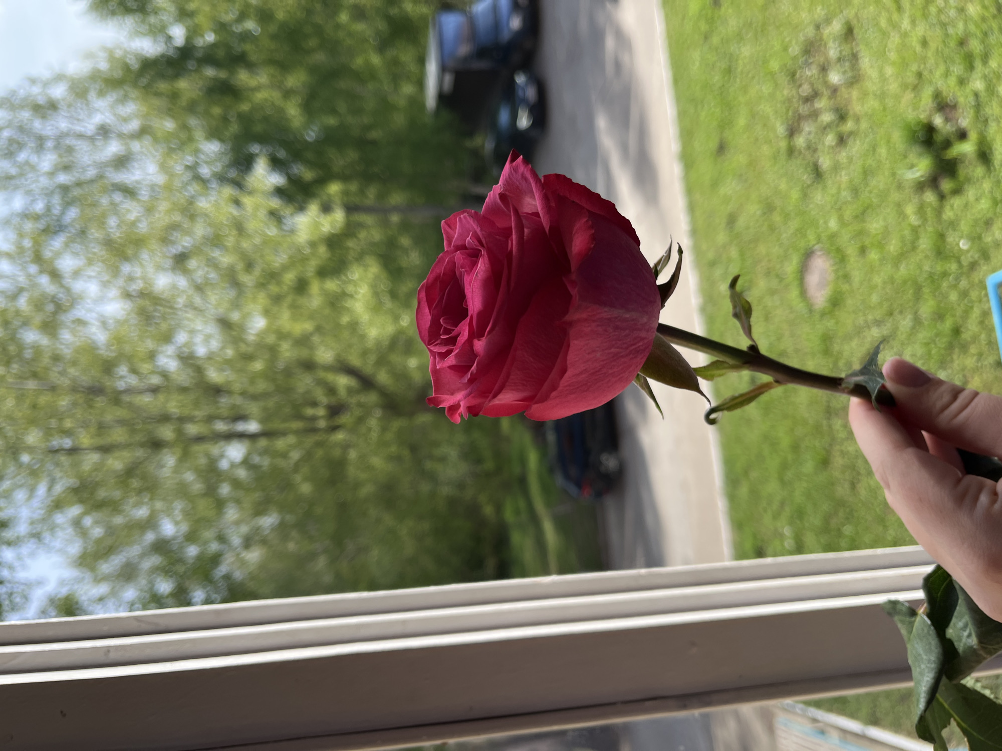 A close-up shows a person holding a single red rose by its stem, with the flower's head in the foreground. Behind the rose, a window frame is visible. Beyond the window, there is greenery, likely trees and grass. In the distance, blurred cars are present, suggesting a road. The scene appears to be indoors, looking out at a street in Chaikovsky, Russia. The hand holding the rose is fair-skinned. The rose appears fresh. The overall lighting is bright.