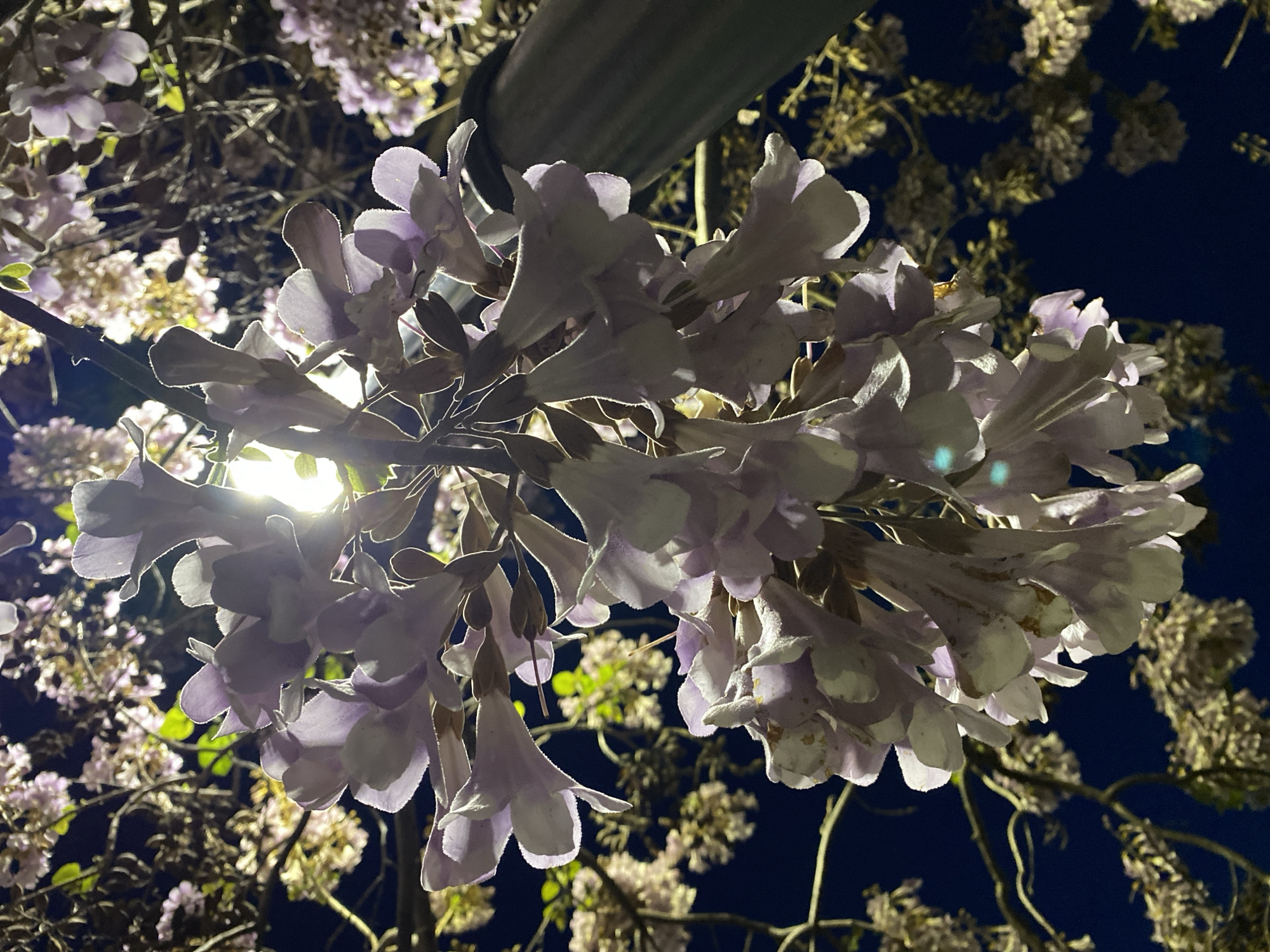 The image captures a close-up, upward-angled view of a cluster of light purple, bell-shaped flowers against a dark night sky. An intense artificial light source, positioned above and behind the central floral cluster, backlights the scene, creating significant lens flare visible towards the upper-center of the frame. This illumination emphasizes the translucent edges of the flower petals while casting shadows on their lower surfaces. In the blurred background, additional tree branches and out-of-focus light-colored blossoms are discernible. A dark, cylindrical object, consistent with a lamppost or utility pole, is partially visible on the right side of the frame. No individuals, specific actions, or interactions are depicted. The scene is located in the city of Budva, Montenegro.