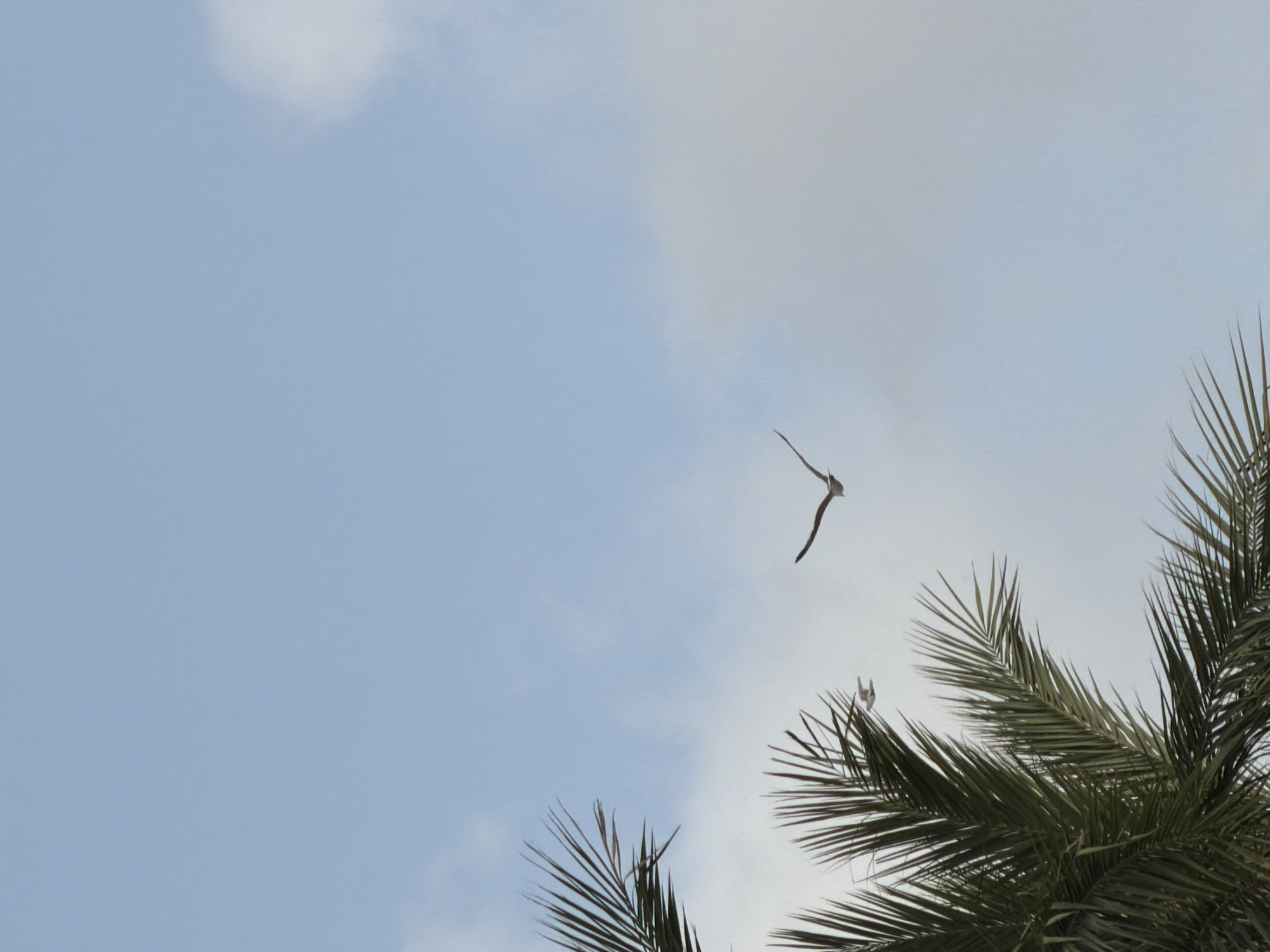 In an outdoor shot, two birds are flying against a backdrop of a bright blue sky with scattered clouds. Palm fronds are visible in the lower left and bottom of the frame, their green leaves sharply contrasted against the pale sky. One bird is in mid-flight, its wings outstretched, and is positioned in the center of the image, while the second bird is smaller and further to the left, appearing higher in the frame. The image captures a serene moment of nature, with the birds soaring gracefully through the open sky, framed by the tropical foliage.