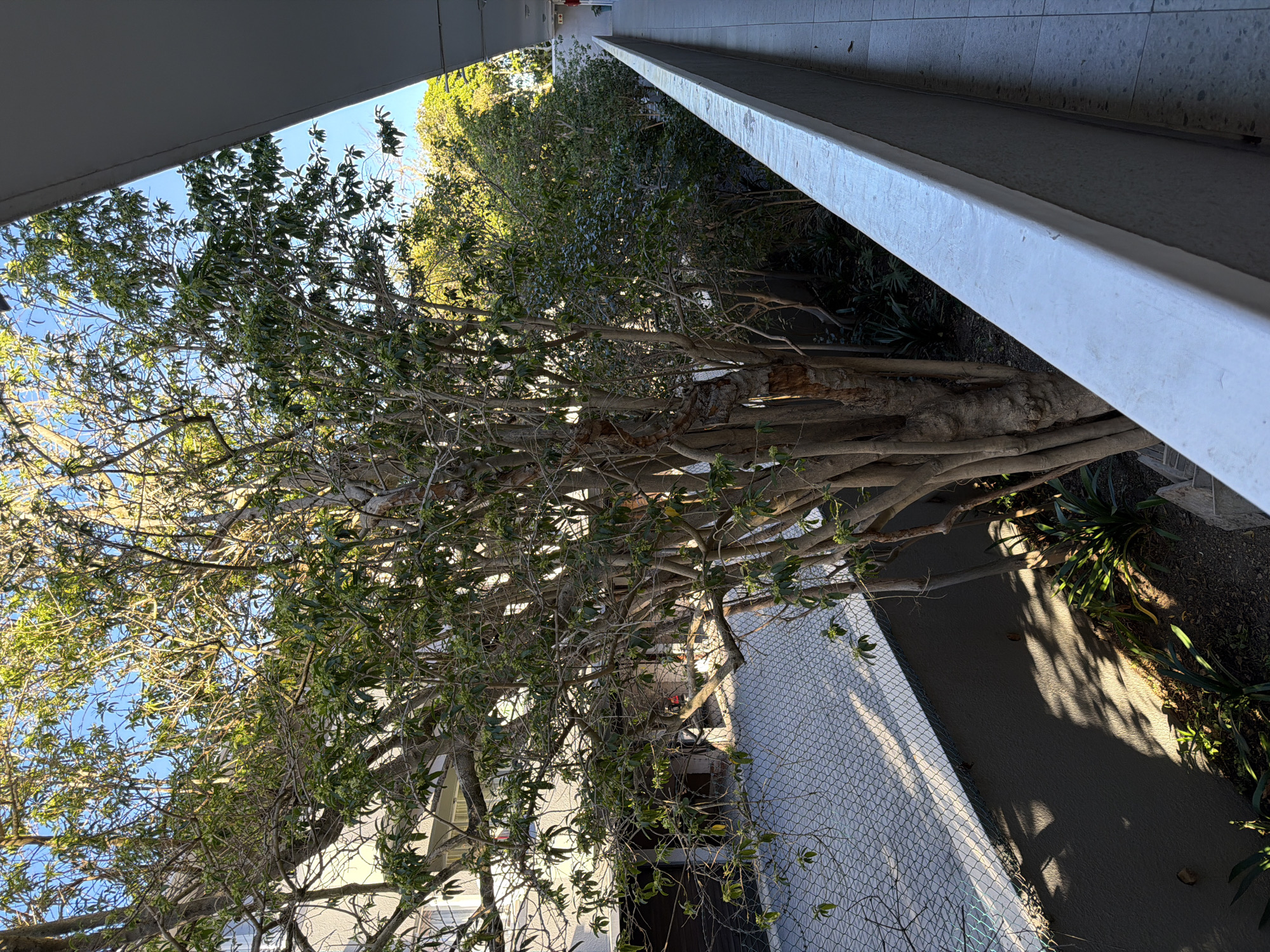 The image depicts a view from under a concrete structure, possibly a balcony or covered walkway, looking out at a large tree. The tree's trunk is thick and gnarled, with numerous branches extending outward. The foliage is dense, with green leaves visible against a blue sky. A chain-link fence runs along the ground, and there is some vegetation growing along the base of the fence. The location is likely in Cape Town, South Africa, but this cannot be verified without additional information.