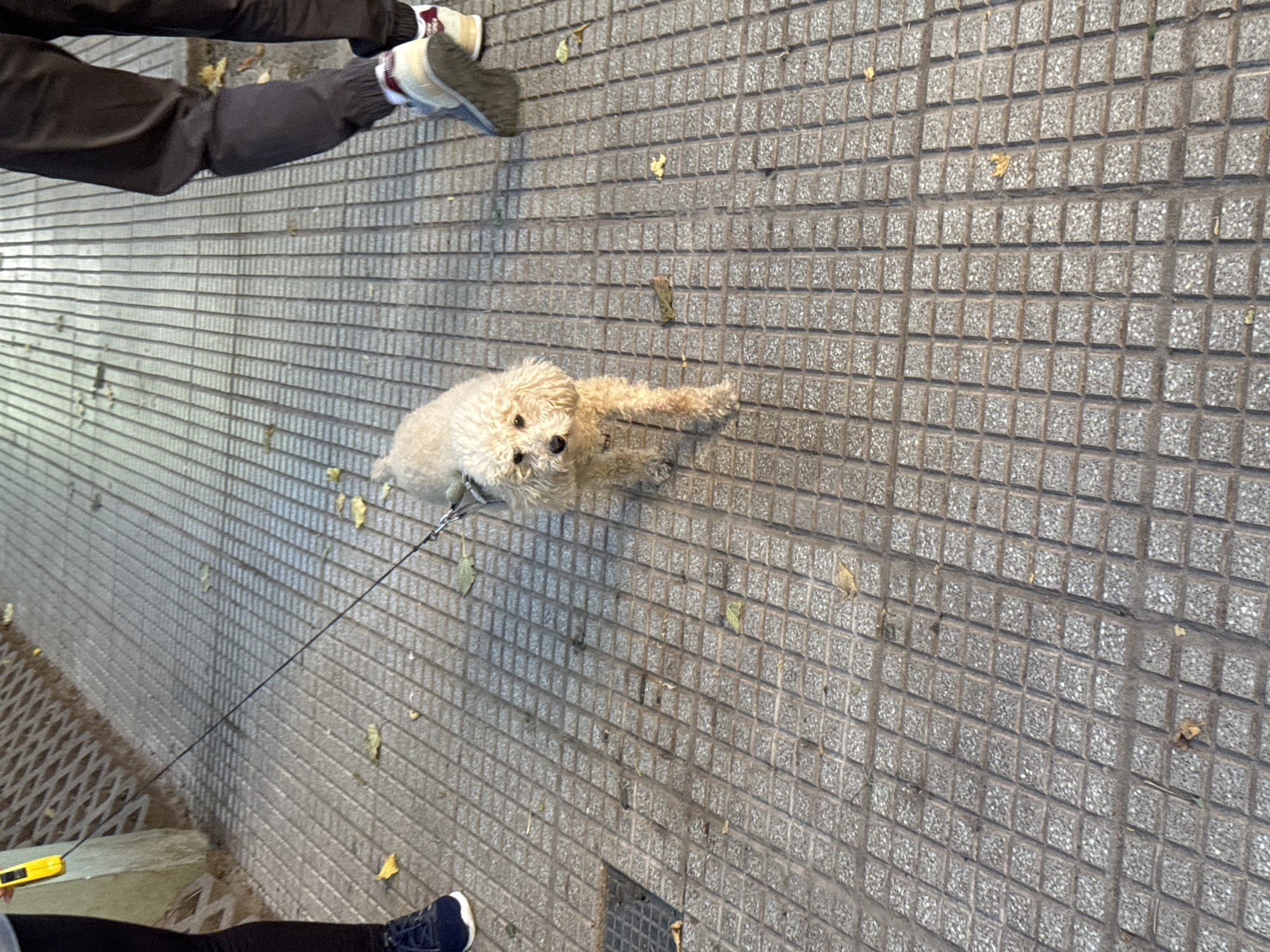 Captured from an elevated perspective, the scene unfolds on a sidewalk composed of tightly-packed, light grey square pavers. Scattered yellow leaves dot the surface.
A light-colored, small dog with curly fur stands on the sidewalk. The dog is leashed.
Two pairs of human legs are visible. One pair is clad in dark-colored trousers and wearing sneakers with light-colored soles and red accents. The other pair is wearing dark-colored leggings and blue sneakers with white soles. One individual holds a yellow object in their hand.
Based on the paver design and the time of the picture, it's most likely in a street in the city of Buenos Aires.