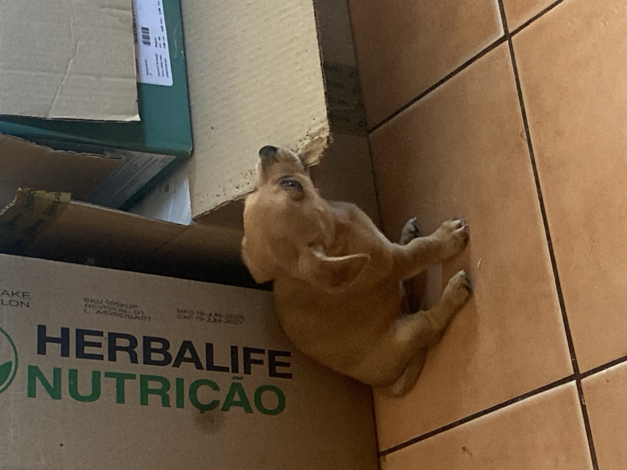 A small, light brown chihuahua puppy is sitting on a tiled floor in front of a large cardboard box. The puppy is facing to the right and looking upwards. The cardboard box has text printed on it, including "HERBALIFE NUTRICAO". Another cardboard box, green in color, is visible to the right of the first box. The environment appears to be indoors, possibly a storage area or a room with unpacked items. The image does not contain any identifiable information related to the city of Dnipro, Ukraine.