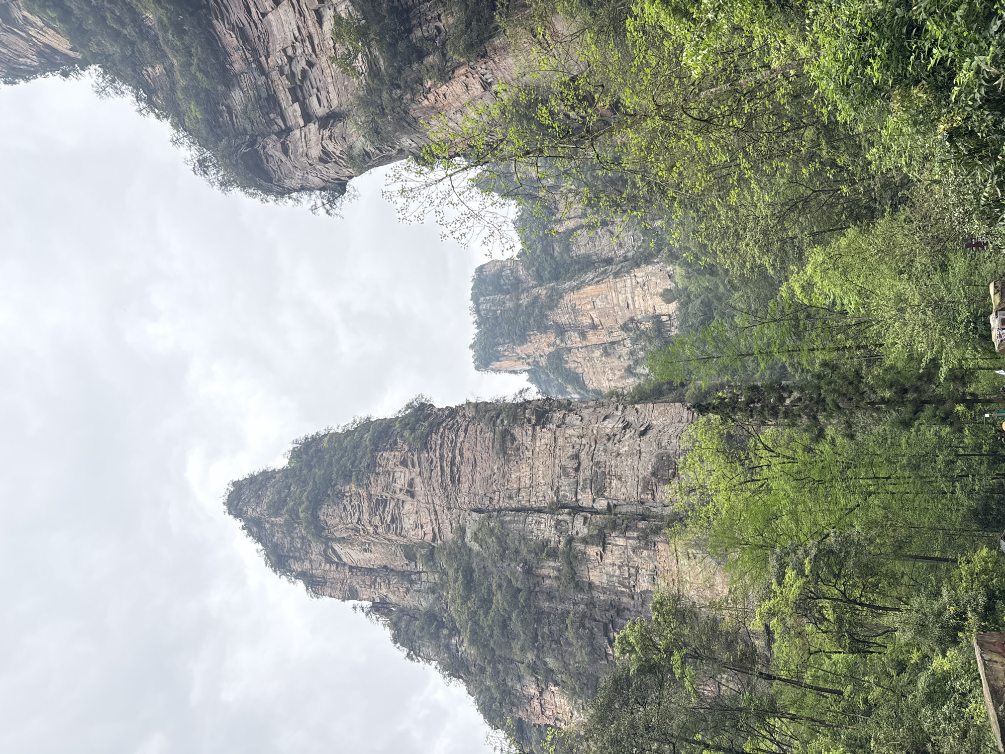 The image presents a view of a landscape in Luoguta, China. Prominent are the sandstone pillars with trees and vegetation along the top and sides. The rock formations feature visible striations and textured surfaces, suggesting sedimentary composition. The sky is overcast. Lush greenery, including various trees, covers the right of the image. Some of the trees are close enough to the camera to be in focus, and others are along the sides of the cliffs.