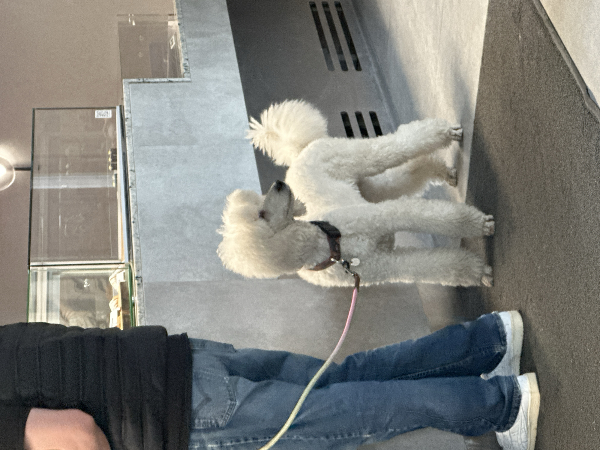 The image, taken indoors in what appears to be a modern commercial space or cafe, likely in Kazan, Russia, features a person with two white standard poodles. The person, visible from the torso down, wears a black long-sleeved top, blue jeans, and white sneakers. They stand on a textured grey floor, holding a pink and yellow gradient leash attached to the front poodle. This poodle has a dark collar and stands attentively, looking slightly upwards and forward. A second identical white poodle stands directly behind the first. Both dogs exhibit typical poodle grooming with fluffy coats and distinct pompom tails.
In the background, on the left, are glass display cases or shelves, reflecting ambient light. A circular light fixture is partially visible at the far left edge. The right side of the background shows a sleek, grey wall or structure with multiple horizontal ventilation slats. The interior features tiered grey concrete-like surfaces, contributing to a contemporary aesthetic. A small, blurry white label with illegible text is visible on one of the glass cases. The scene is well-lit, indicating either bright daytime illumination or strong indoor lighting. The activity captured is a casual moment of a person standing with their dogs in a public indoor setting.