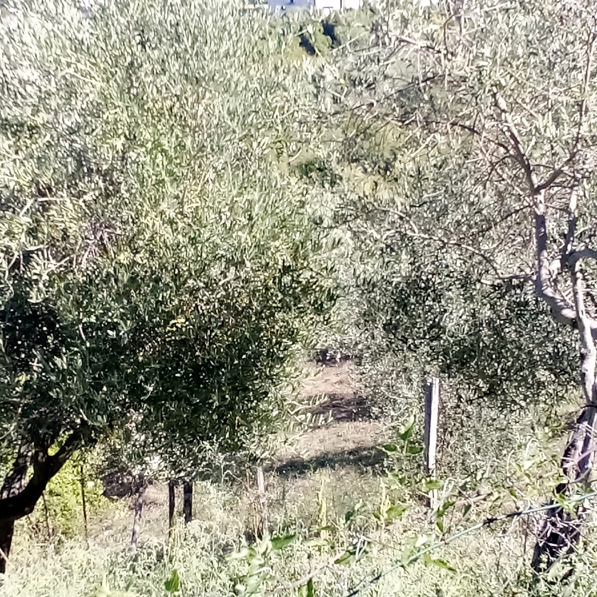 The image shows an olive grove, likely in the rural outskirts of Castelnuovo di Conza, Italy, given the typical agricultural landscape. The foreground is dominated by lush green foliage, characteristic of olive trees, with their leaves appearing silvery-green in the bright sunlight. The trees are mature, with gnarled trunks and branches reaching outwards. A pathway, worn by foot traffic or a small vehicle, winds through the grove, suggesting it is an active agricultural area. The ground is covered with a mix of dry grass and low-lying vegetation. In the background, more olive trees are visible, interspersed with other greenery. The overall impression is one of a peaceful, sun-drenched countryside scene. There are no people or animals visible in the image. The lighting suggests it is daytime, likely late morning or early afternoon due to the harsh shadows cast by the trees.