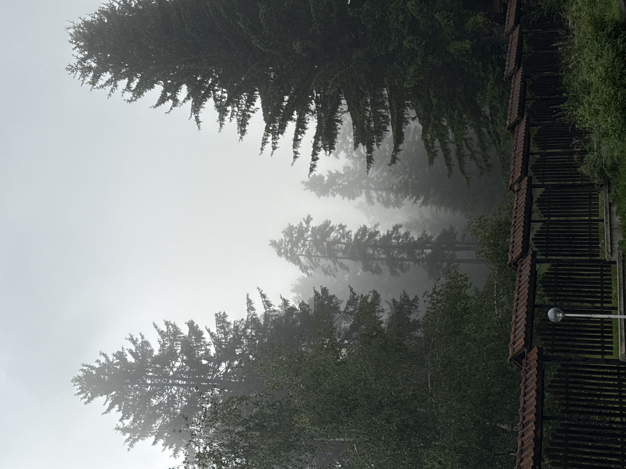 In Yundola, Bulgaria, this image captures a dense forest shrouded in fog. Tall evergreen trees dominate the scene, their dark green needles creating a stark contrast against the pale, misty sky. To the left, a cluster of deciduous trees with lighter green foliage partially obscures the evergreens. A dark wooden fence, topped with a tiled roof, runs along the foreground, suggesting a boundary or property line. A solitary modern lamppost stands near the fence, its spherical head a subtle detail against the natural backdrop. The overall atmosphere is somber and serene, with the fog lending a sense of mystery and depth to the woodland.