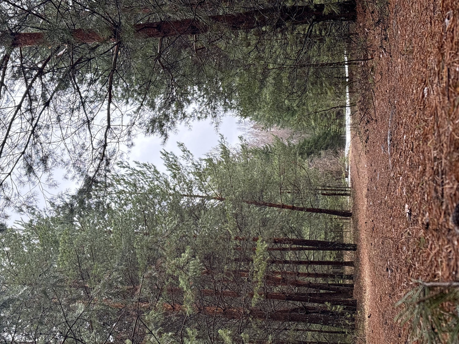 A vertical landscape photograph captures a quiet forest scene, likely in late winter or early spring, consistent with Chaikovsky, Russia. The image is dominated by tall pine trees and a ground covered in rich, reddish-brown pine needles.
In the foreground and extending along the right side of the frame, the forest floor is thickly carpeted with fallen pine needles, suggesting a well-established coniferous environment. This area appears to be a clear path or open space within the woods.
To the left and in the midground, numerous tall pine trees stand with dark green needles and visible dark, reddish-brown trunks and branches. Their foliage creates a dense canopy, with some bare branches interspersed, hinting at the time of year or other tree types.
Further in the background, more trees extend into the distance, some appearing to be bare deciduous trees alongside evergreens. Patches of white, likely snow, are visible on the ground between these trees, confirming a cold season.
The sky overhead is overcast and light grey, providing diffused natural light to the scene. There are no people or explicit activities taking place, and no visible text. The overall atmosphere is one of natural tranquility and solitude within a dense forest.