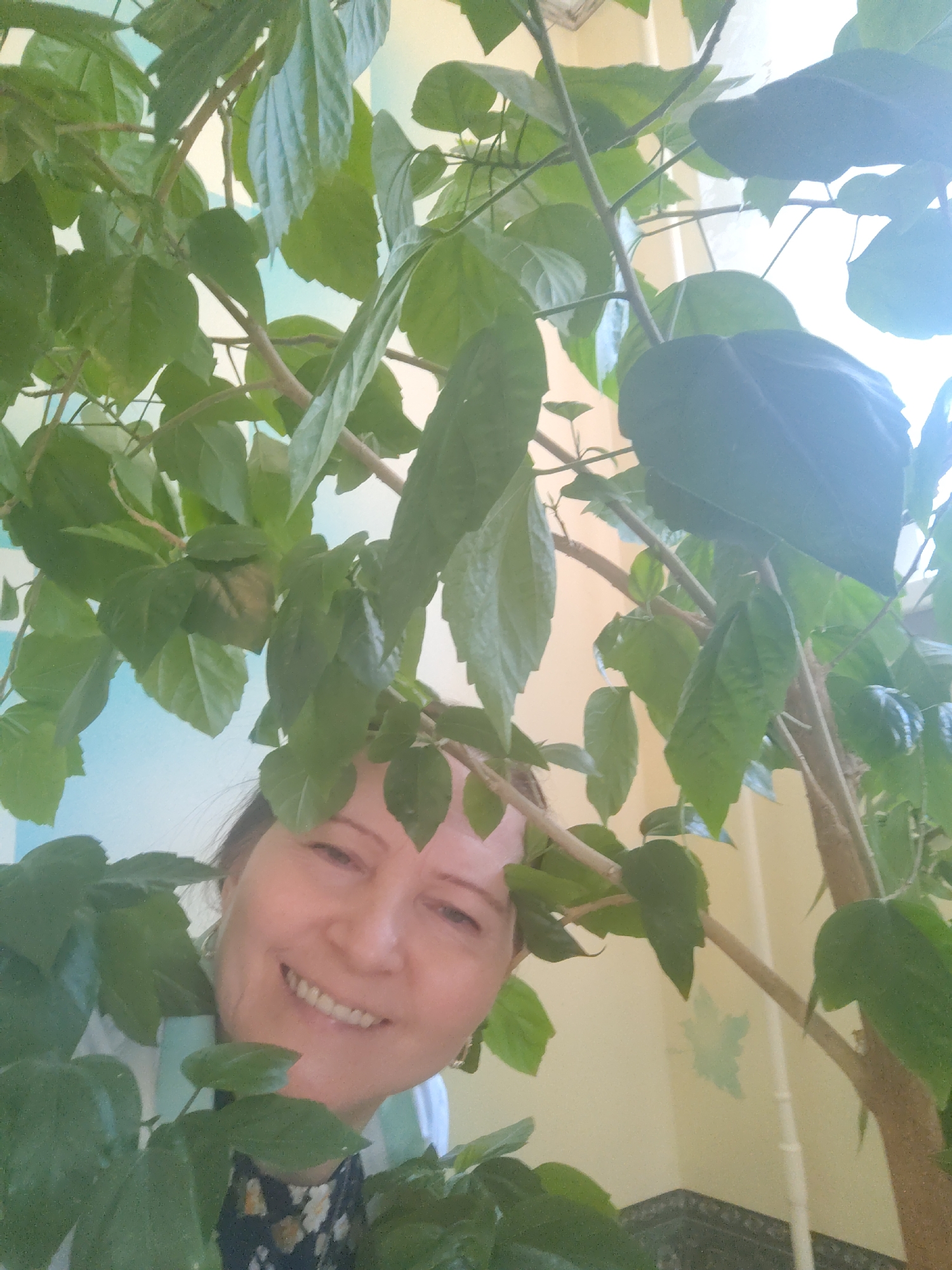 An indoor portrait captures a smiling woman peeking from behind a dense, leafy green houseplant. The woman, appearing middle-aged or older, occupies the lower-middle portion of the frame, with her face partially obscured by the foliage. She exhibits a broad, genuine smile, revealing her teeth, and her eyes convey happiness. Her hair is light brown, and she wears a light-colored top over a dark, patterned garment.
The large plant dominates the foreground and midground, its numerous vibrant green leaves and branches filling much of the image. The leaves vary in shade and texture, some reflecting bright light from above.
In the background, an interior room is visible. The wall behind the woman and plant is painted in two sections: a light, pastel blue-green on the upper half, and a cream or yellowish color on the lower half. A subtle, lighter blue-green, leaf-shaped design is present on the cream section of the wall. A dark, possibly decorative, baseboard or trim is visible at the bottom right, alongside a light-colored vertical pipe. Bright, natural light illuminates the scene from the upper right, indicating a daytime setting. The overall mood is cheerful, suggesting a pleasant domestic environment, likely located in Sarapul, Russia. No text is visible in the image.