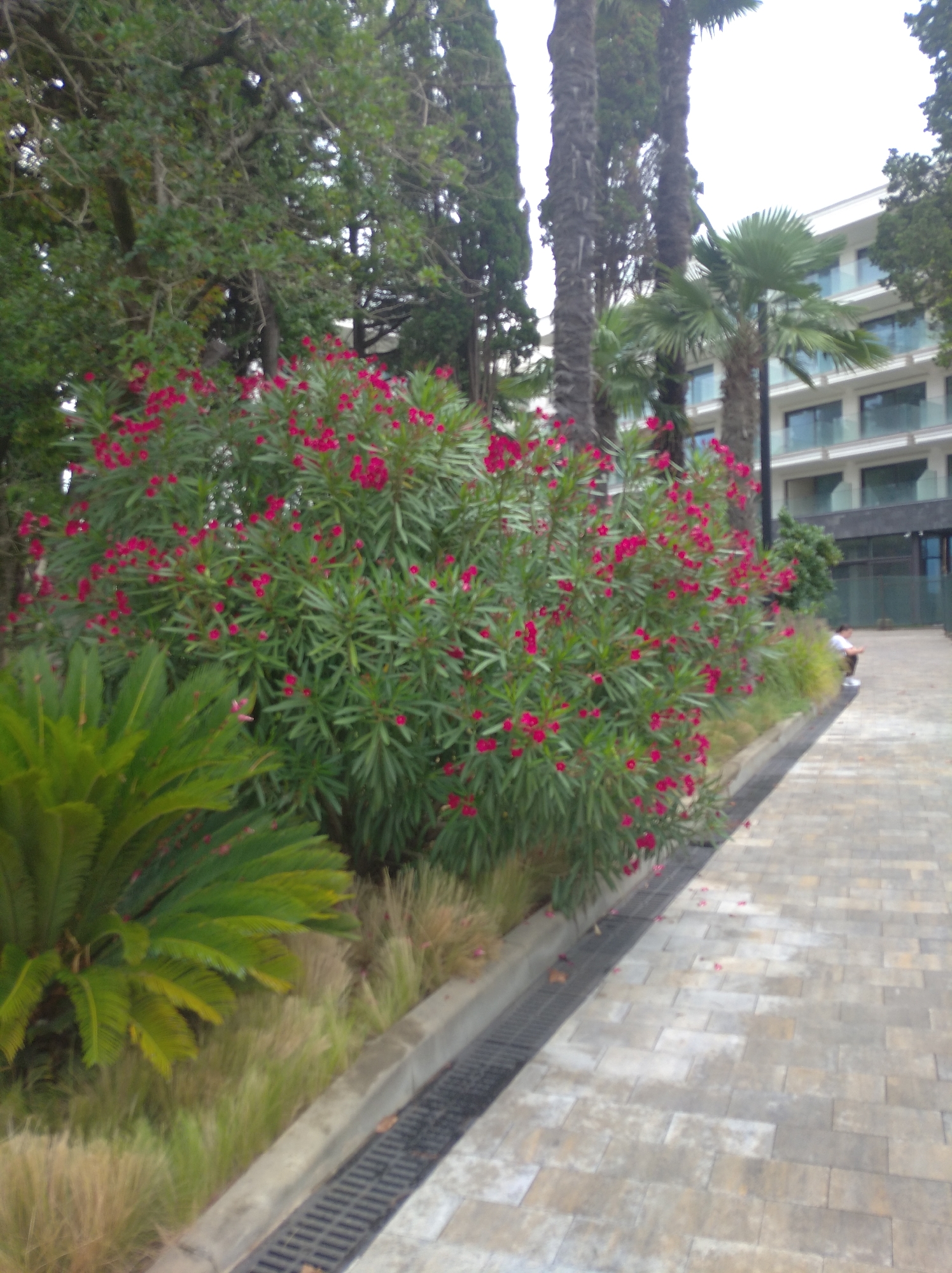 The image depicts a lush green landscape with a focus on a large bush of pink flowers in the foreground. Tall palm trees and other trees are visible in the background, along with a modern white building with balconies. A person in a white shirt and dark pants is sitting on the paved walkway on the right side of the image. The walkway is made of light-colored rectangular pavers. The scene appears to be in a well-maintained outdoor area, possibly a park or resort, given the combination of flora and architecture. Based on the presence of palm trees and the style of the building, this could be a location in the city of Sochi, Russia, which is known for its subtropical climate and resort atmosphere.