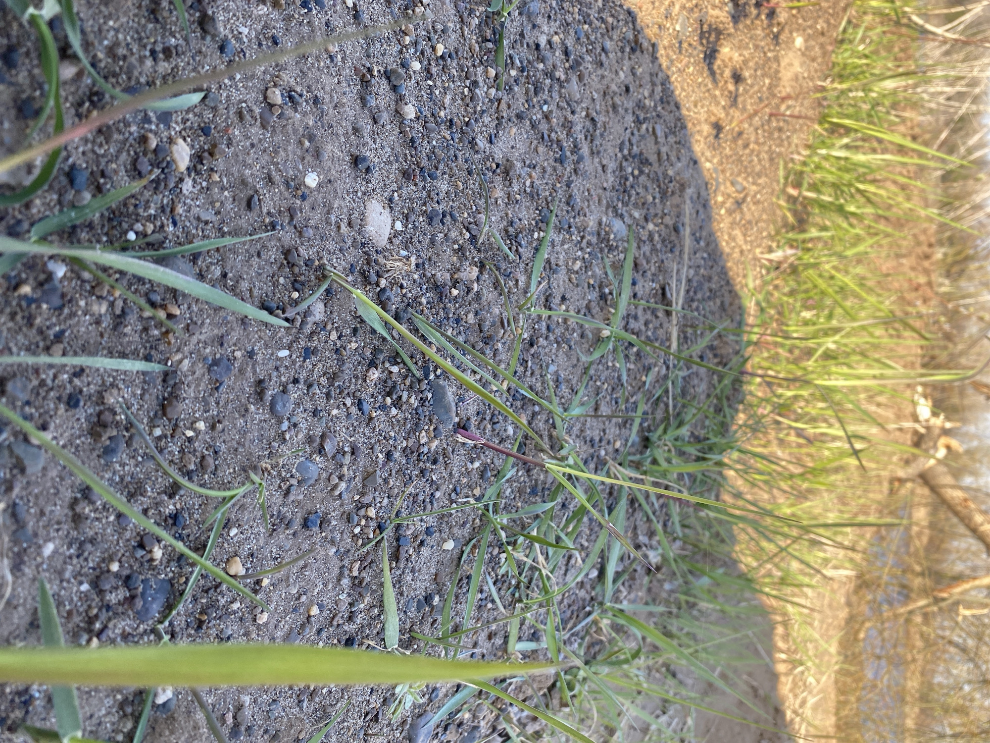 The image shows a patch of sandy soil with small pebbles and sparse blades of grass. The soil appears to be dry. To the right, the grass becomes more dense and transitions to a lighter, tan color. A body of water reflecting bare tree limbs is in the background. There are no people visible. The image does not contain any explicit clues to confirm the location is Noviy, Russia.