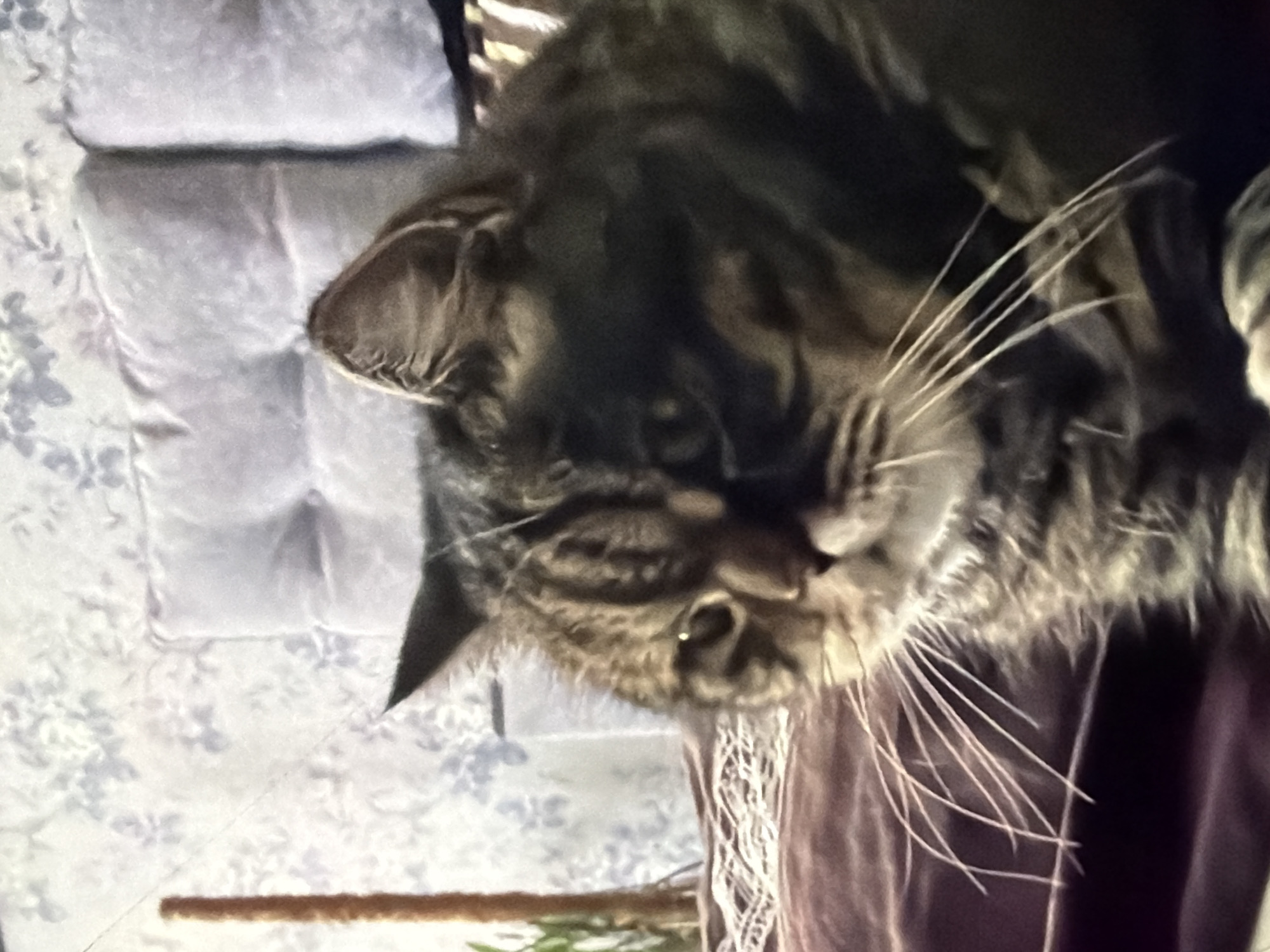 The scene depicts a domestic tabby cat indoors, situated in the city of Kyiv, Ukraine. The cat, exhibiting a brown, black, and tan striped and mottled fur pattern, is positioned on a dark reddish-purple, textured fabric, likely a bed covering. Its head is turned approximately 45 degrees to the left and slightly downwards, with prominent white whiskers fanning out from its muzzle. The right ear is erect and visible, while the left ear is partially obscured by the angle of its head. Its eyes are dark and partially visible, with a small reflection indicating a light source.
In the background, a light grey or lavender padded headboard with button tufting is visible behind the cat. Beyond the headboard, a wall is covered with wallpaper featuring a subtle light blue or grey floral/leafy pattern against an off-white background. To the left of the cat, a slender, brown, cylindrical object, possibly a dried plant stem or decorative stick, stands upright, with a hint of green foliage visible behind it. The lighting is soft and ambient, casting mild shadows that define the cat's features and the textures of the immediate environment. The overall image has a somewhat soft focus and visible grain.