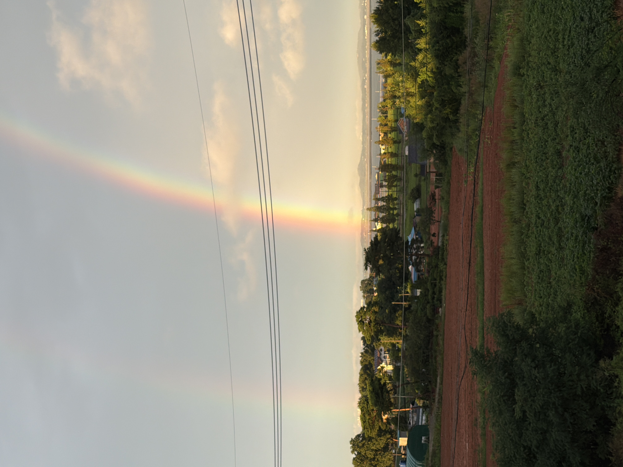 This image depicts a landscape scene in Dangjin-si, South Korea, featuring a double rainbow stretching across a hazy sky. The foreground is dominated by a reddish-brown cultivated field, with lush green vegetation bordering it. In the mid-ground, a line of diverse trees, including evergreens and deciduous trees, forms a natural border with scattered houses and structures peeking through the foliage. A body of water, possibly a bay or river, is visible in the distance, with a mountainous or hilly landmass beyond it. Power lines are strung horizontally across the upper portion of the image, intersecting with the vibrant arcs of the rainbows. The sky itself is a pale yellow-grey, with scattered clouds, suggesting either dawn or dusk. No people are visible in the frame.