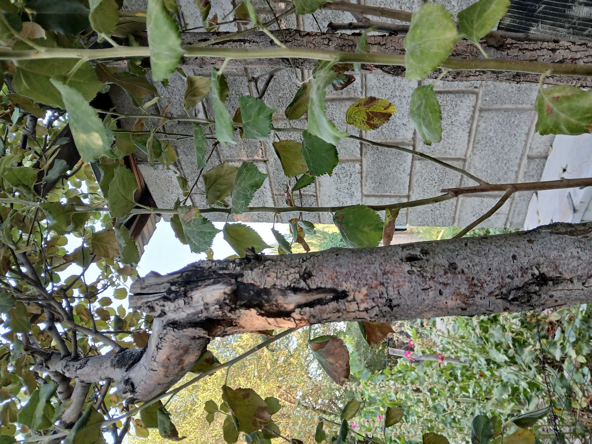 This is a medium-shot photograph taken outdoors, likely in a backyard or garden area, in the city of Koktal, Kazakhstan. The foreground is dominated by the textured bark of a large, old tree trunk with a weathered, split top. To the right of this tree, another thinner tree with green leaves is visible, partially obscuring a gray brick wall. The wall appears to be part of a building. Beyond the trees, there is lush green foliage and some pink flowers in the background, suggesting a natural or cultivated garden setting. The sky is visible through the branches and leaves, indicating it is daytime. There are no people or animals present in the image. The lighting suggests it is either early morning or late afternoon, with some sunlight casting shadows and highlighting the textures of the trees and wall.