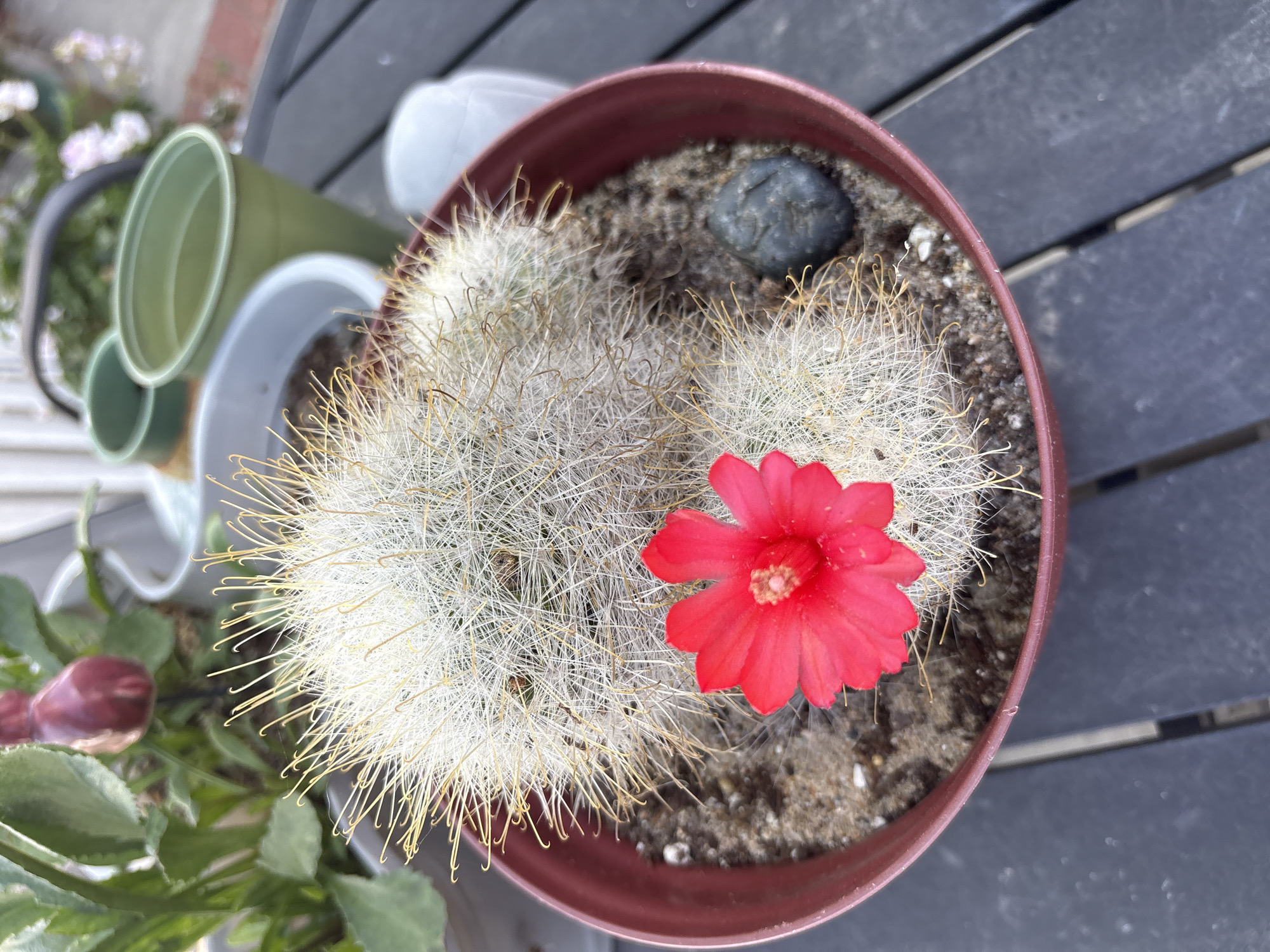 An overhead, close-up view captures a blooming cactus in a reddish-brown pot, situated on a dark, slatted outdoor surface, likely a patio or deck in Seal Beach, United States of America. The main subject is a cluster of cactus plants, densely covered with fine, white and light-yellow hair-like spines that curve gently at their tips. A single, vibrant red flower with a yellowish-orange center is prominently displayed on the right side of the main cactus cluster, indicating it is in bloom.
The cactus is planted in sandy soil within its plastic pot. A dark grey/black stone rests near the back rim of the pot. In the blurred background to the left, other gardening items are visible, including two green plastic pots and another plant with green foliage and a reddish bud or fruit. The lighting suggests it is daytime, likely under bright ambient light. No human activity or visible text is present in the image.