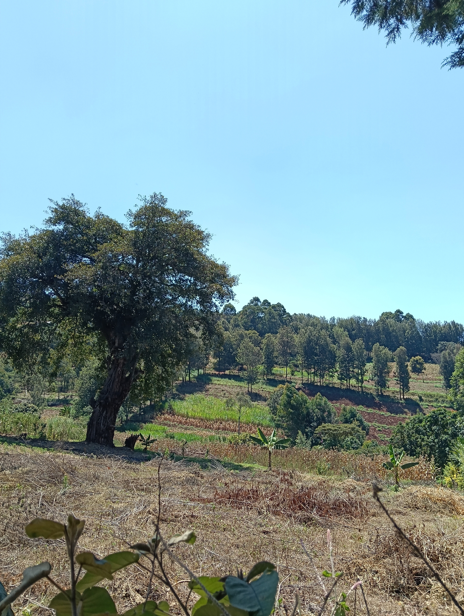 The image captures a rural landscape with a clear blue sky. Dominating the left side of the frame is a large, mature tree with a thick, gnarled trunk and a full canopy of dark green leaves. The tree is situated on a gentle slope. In the background, a line of smaller, slender trees forms a distinct horizon against the sky, suggesting a wooded area or a plantation. Below the trees, terraces of farmland are visible, with patches of green crops and some drier, cultivated land. Two young banana plants are also present in the middle ground. The foreground consists of dry, sparse vegetation and some withered branches. The overall impression is one of a cultivated rural setting, likely in Keekonyokie ward, Kenya, characterized by agriculture and natural vegetation under a bright sky. There are no people or animals explicitly visible.