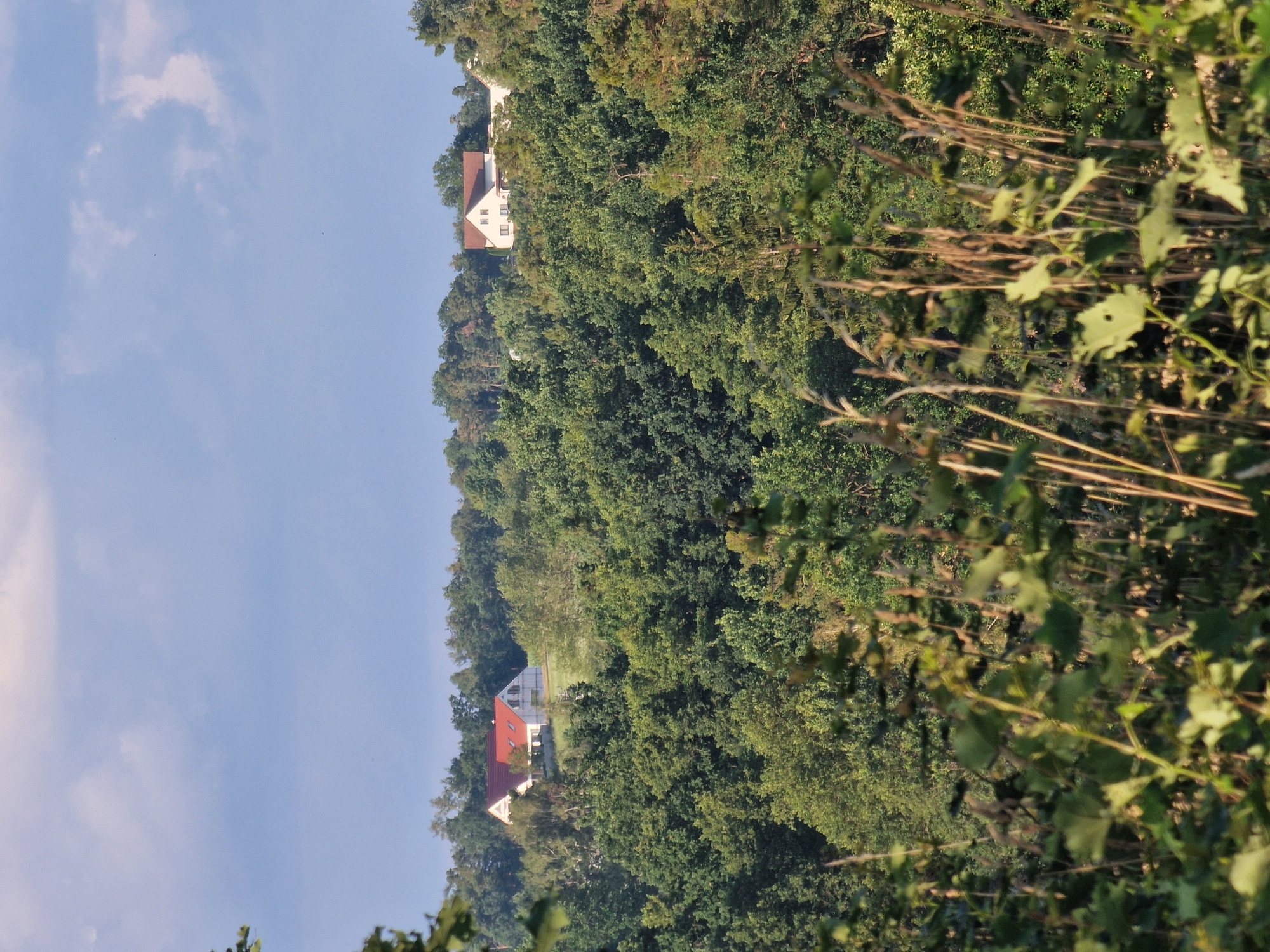 The image depicts a landscape scene in Slavče, Czechia, with two houses visible on a hill amidst dense green foliage. The foreground is dominated by blurred green leaves and tall grass stalks, suggesting a viewpoint from within vegetation. In the mid-ground, a vast expanse of lush green trees forms a dense forest. Two modern houses with red-tiled roofs and white walls are situated on a clearing on the top of the hill. The house on the left is partially obscured by trees and appears to be under construction or renovation, with visible scaffolding. The house on the right is fully visible and shows windows. The sky above is a light blue with scattered white clouds. The lighting suggests it is daytime, likely late afternoon given the soft light.