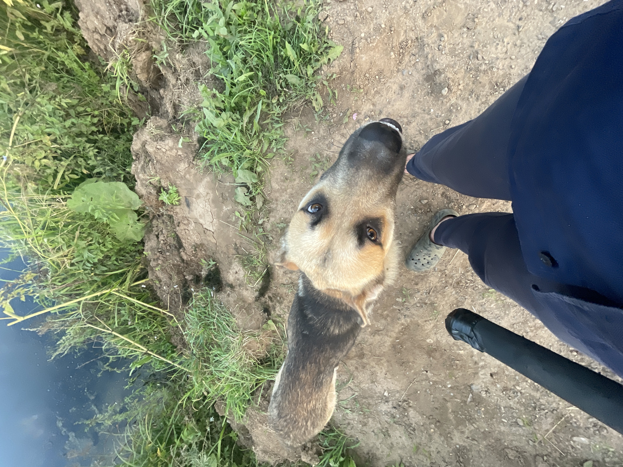 An overhead, high-angle shot captures a German Shepherd dog standing on a dirt path next to a body of water. The dog is facing upwards, looking directly at the camera. Its fur is a mix of tan, brown, and black. To the right of the dog, a person's legs and feet are visible. They are wearing dark blue pants and green crocs. The person is holding a black, taped object in their left hand. The environment is outdoors, with green vegetation and dirt surrounding the dog and path. The water appears dark and murky. The scene is set in the city of Panteleevka, Russia.