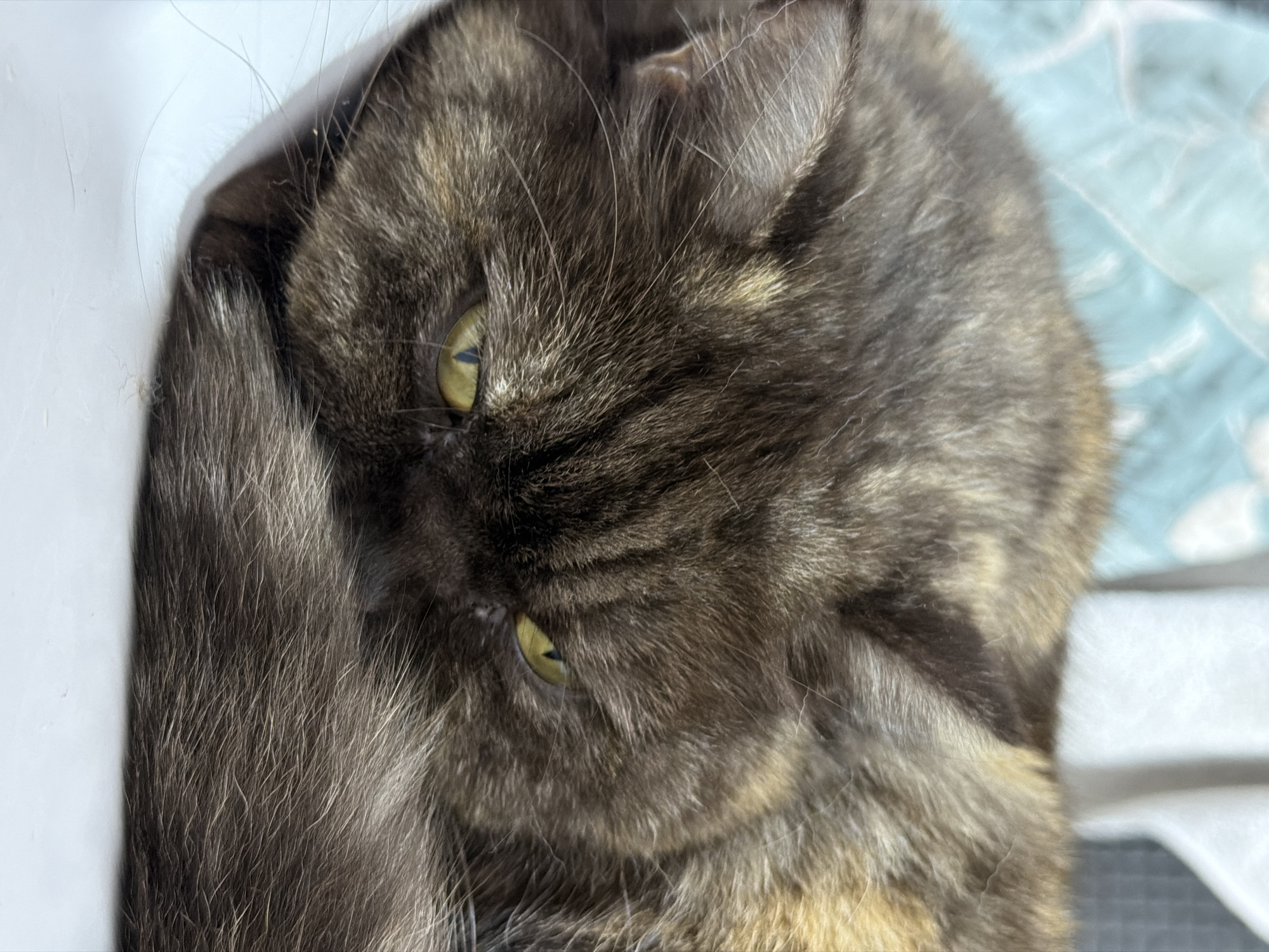A close-up, portrait-oriented image captures the head and upper body of a domestic cat, displaying a distinct tortoiseshell or calico fur pattern. The cat's fur is a rich blend of dark brown, black, and lighter golden-brown tones, with visible fine hairs and whiskers. Its bright, striking yellow-green eyes, featuring vertical pupils, are fixed intently on the viewer, conveying a sense of alertness and curiosity.
The cat is positioned diagonally within the frame, with its face turned slightly towards the right. A portion of its body, possibly a curled tail or paw covered in dark fur, is visible on the far left, partially obscuring the left side of its face. The background is softly blurred, indicating a shallow depth of field. To the left, a plain white surface, likely a wall or furniture, provides a clean contrast. On the upper right, a light blue fabric with a subtle pattern is visible, suggesting a blanket, cushion, or bed. Another blurred white object appears in the far right background. The lighting is soft and diffused, giving no specific indication of time of day or outdoor weather. No text is visible in the image. The setting is an indoor environment, located in Chaikovsky, Russia.
