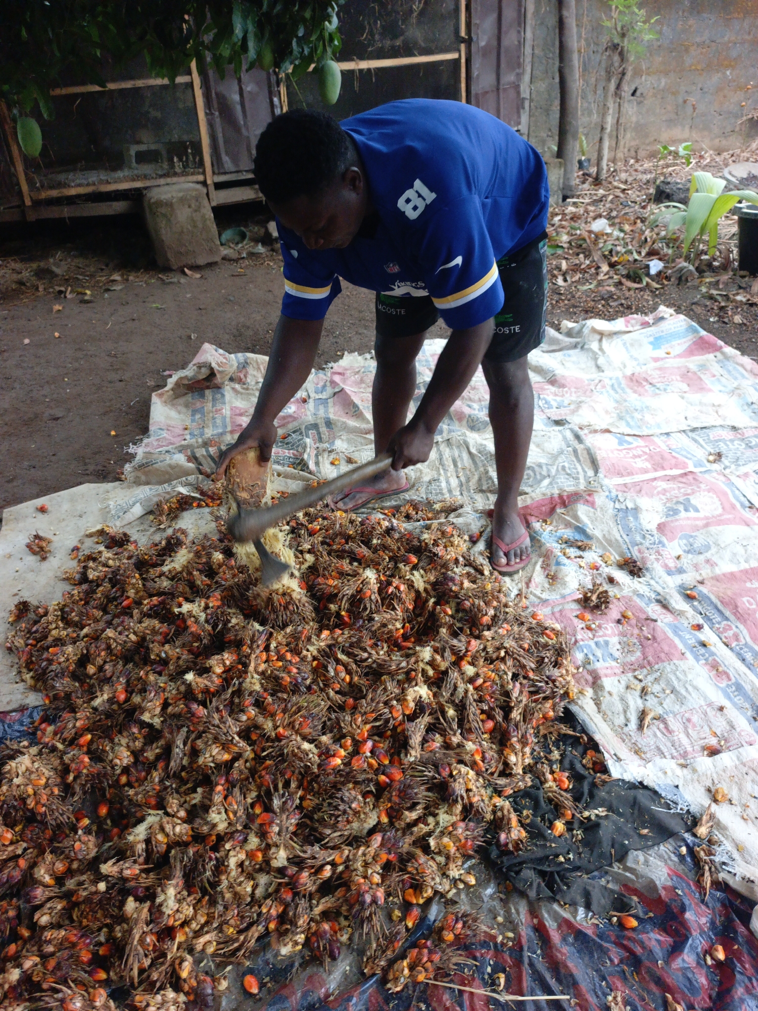 In Akwanga, Nigeria, a man stands on a large, patterned white tarp littered with palm fruit kernels and fibrous remnants. He is breaking apart the fruit with a blunt instrument, possibly a hammer or axe-like tool. The man wears a blue short-sleeved sports shirt with the number 81 on the back and black athletic shorts. He is also wearing flip-flops. To the side is a makeshift structure constructed of wood and metal. In the background, some greenery, including some leaves, can be seen.