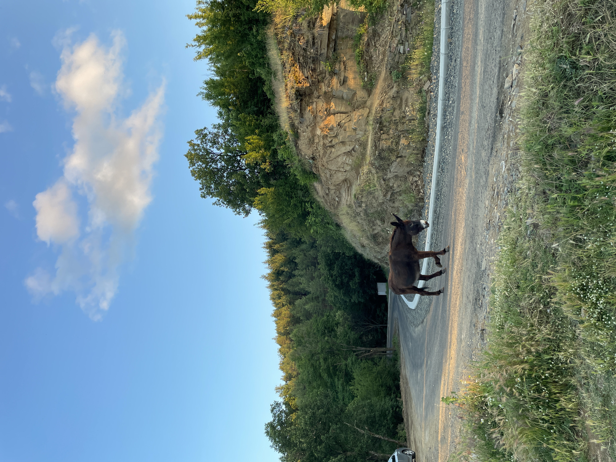 A brown donkey walks across a paved road that curves to the left in a rural, wooded area. The donkey is positioned in the center of the frame, facing towards the right and slightly downwards. The road is flanked by green grass and wildflowers on the left and a rocky, overgrown embankment on the right. Behind the embankment, a dense forest of green trees stretches across the horizon. The sky above is clear blue with a few scattered white clouds. A silver car is parked on the left side of the road, partially visible in the bottom left corner. The lighting suggests it is late afternoon or early evening, with warm sunlight casting shadows and highlighting the textures of the rocks and foliage. The scene appears to be in or around the village of Ribartsi, Bulgaria, given the natural landscape.
