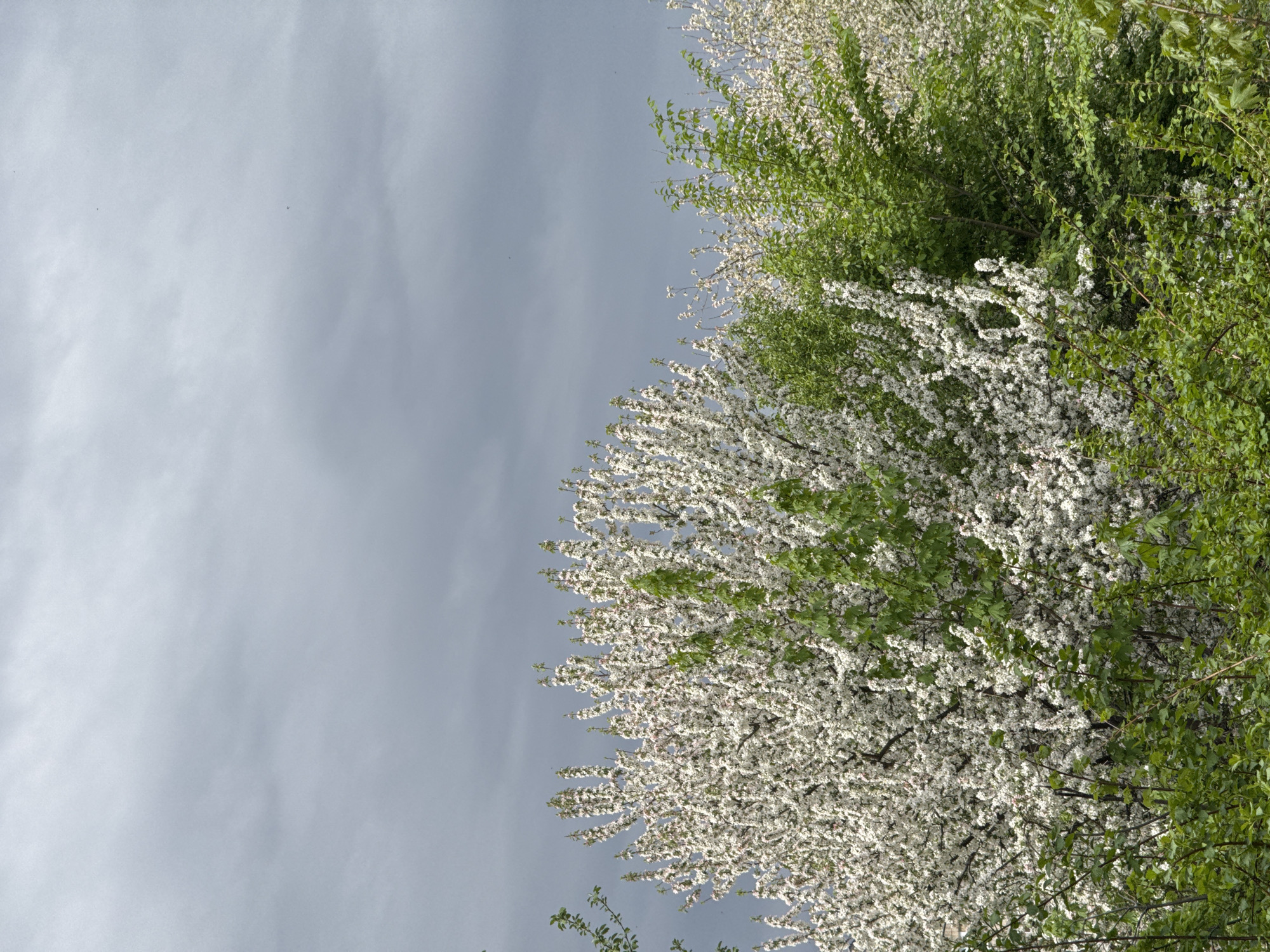 The image depicts a sky obscured by overcast, with tree branches exhibiting lush green foliage and clusters of white blossoms. The location is assumed to be Kazan, Russia based on the description request.