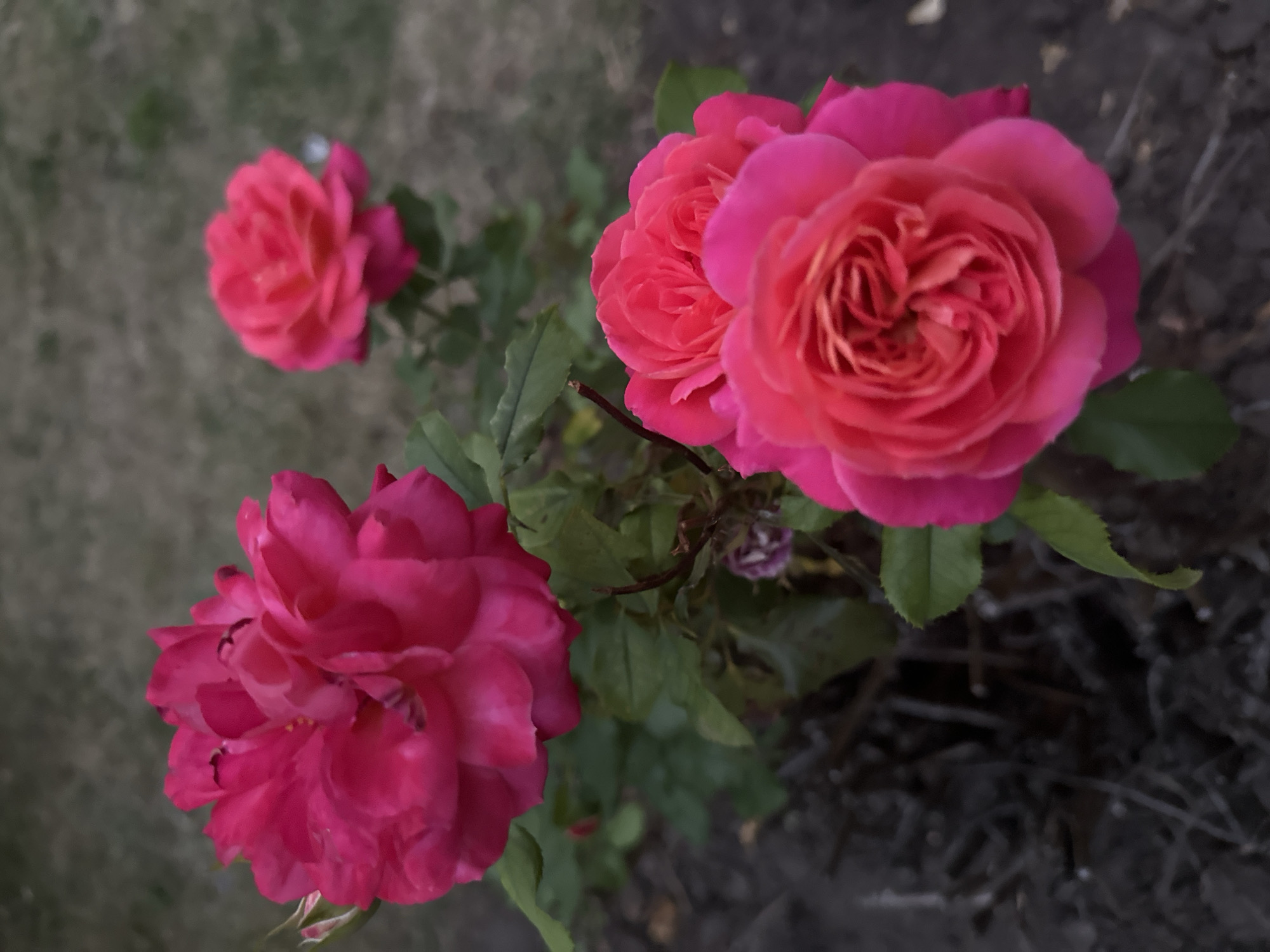 The image shows a close-up of several bright pink roses in bloom, with a blurred background of greenery and dark soil. The roses are the primary subject, with one large, fully opened rose in the foreground left, and two smaller, partially opened roses in the foreground right, and a single rose in the background right. The lighting suggests it might be dusk or early morning. No people or specific landmarks are visible. The image does not provide any information to determine its location in Kyiv, Ukraine.