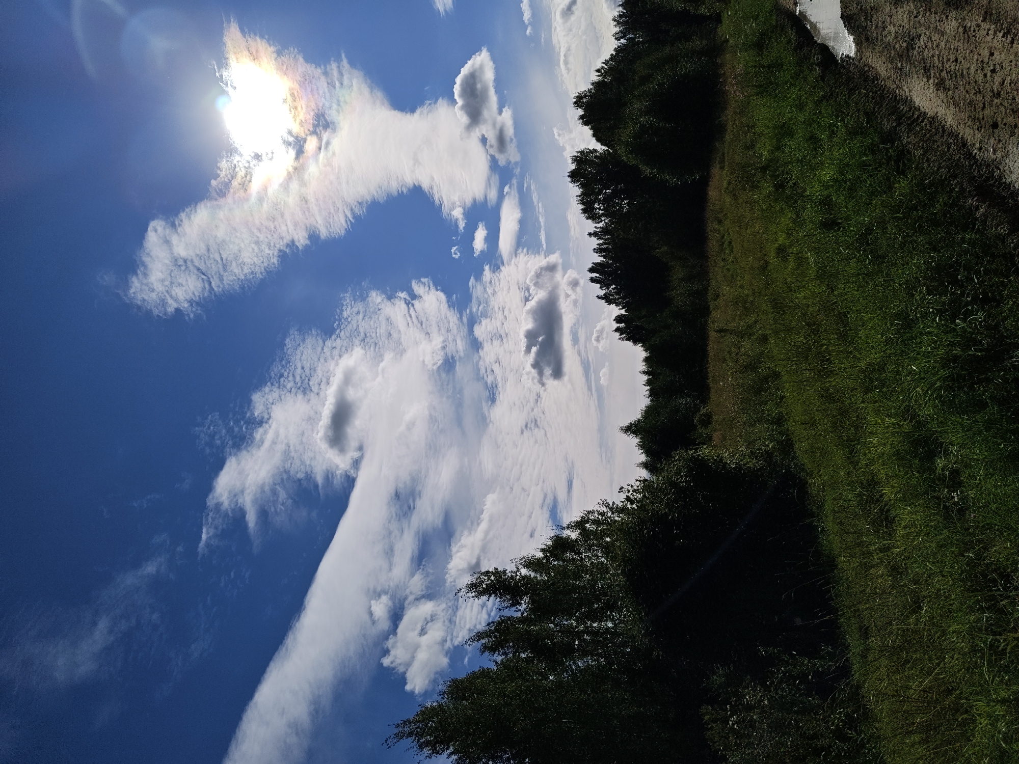 The image depicts a sun-drenched rural landscape under a vibrant blue sky. Wispy white clouds stretch across the sky, with some forming elongated streaks and others appearing as small, fluffy masses. The sun, partially obscured by clouds, creates a radiant halo effect with visible prismatic colors, suggesting a sundog or a similar atmospheric phenomenon.
In the foreground, a patch of tall, green grass dominates the lower left and central portions of the image. To the left, a dense cluster of dark green trees forms a silhouette against the brighter sky. The background features a line of trees, suggesting a forest edge or a distant treeline. A dirt path, marked by tire tracks and puddles of water, runs along the right edge of the image, indicating a rural or unpaved road. The overall environment suggests an outdoor natural setting, possibly a field or meadow on the outskirts of Kuzmolovsky, Russia. No people are visible in the frame.
