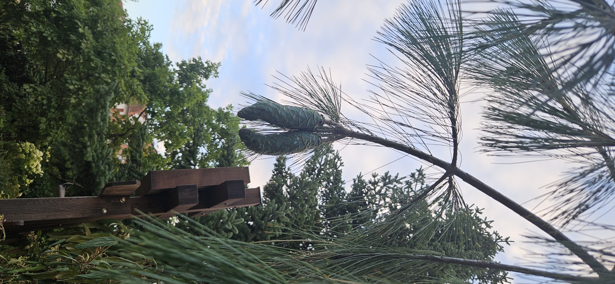 The image shows two large, greenish-blue pine cones hanging from the branches of a pine tree. The pine needles are long and slender, and they frame the sky, which is a pale blue with some wispy white clouds. In the background, there is a dense canopy of green trees, and a building with a red-tiled roof is partially visible. To the right of the pine cones, a dark brown wooden structure is visible, which appears to be some sort of garden ornament or part of a larger structure. The overall scene suggests a natural, outdoor environment, possibly a park or garden. Based on other images from Hévíz, Hungary, this scene is likely located in the vicinity of the town center or a public garden area.