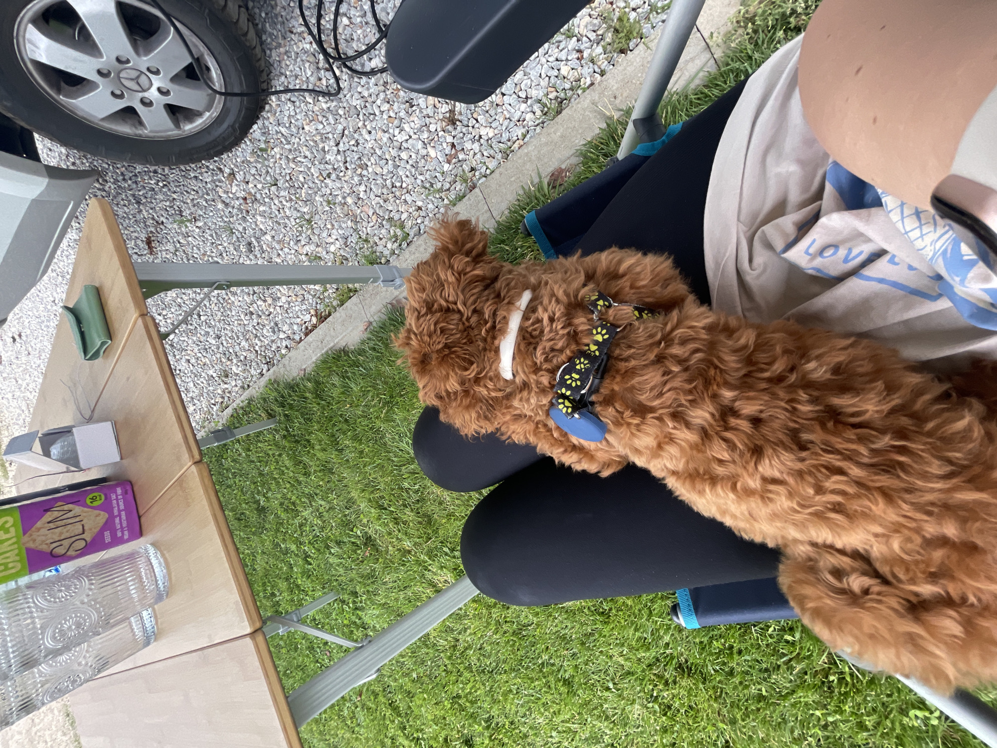 An outdoor scene in Koprinka, Bulgaria, depicts a person seated in a black and teal camping chair, with a small, reddish-brown, curly-haired dog resting on their lap. The dog is facing away from the camera, wearing a white collar and a black harness with yellow paw print patterns and a blue tag. The person's lower body, clad in black leggings, is visible; a white and blue patterned cloth covers their thighs under the dog, and a bare knee with small dark spots is partially visible on the right.
To the left of the seated person and dog, a portable wooden or wood-look folding table is set up on a grassy patch. On the table, two clear glass tumblers with embossed patterns are positioned to the left. A purple and green box of "CAKES SLIM" branded food (displaying "SEEDS" and "16 kcal") is centrally placed. To the right of the food box, a small, open, white cardboard box and a folded green leather wallet are present.
The ground consists of green grass in the foreground and to the left, separated by a concrete curb from a gravel area that covers the right and background. A silver or light gray vehicle, identified by its Mercedes-Benz wheel, is partially visible in the upper right background. A black electrical cord with a rectangular component lies on the gravel near the vehicle's wheel.