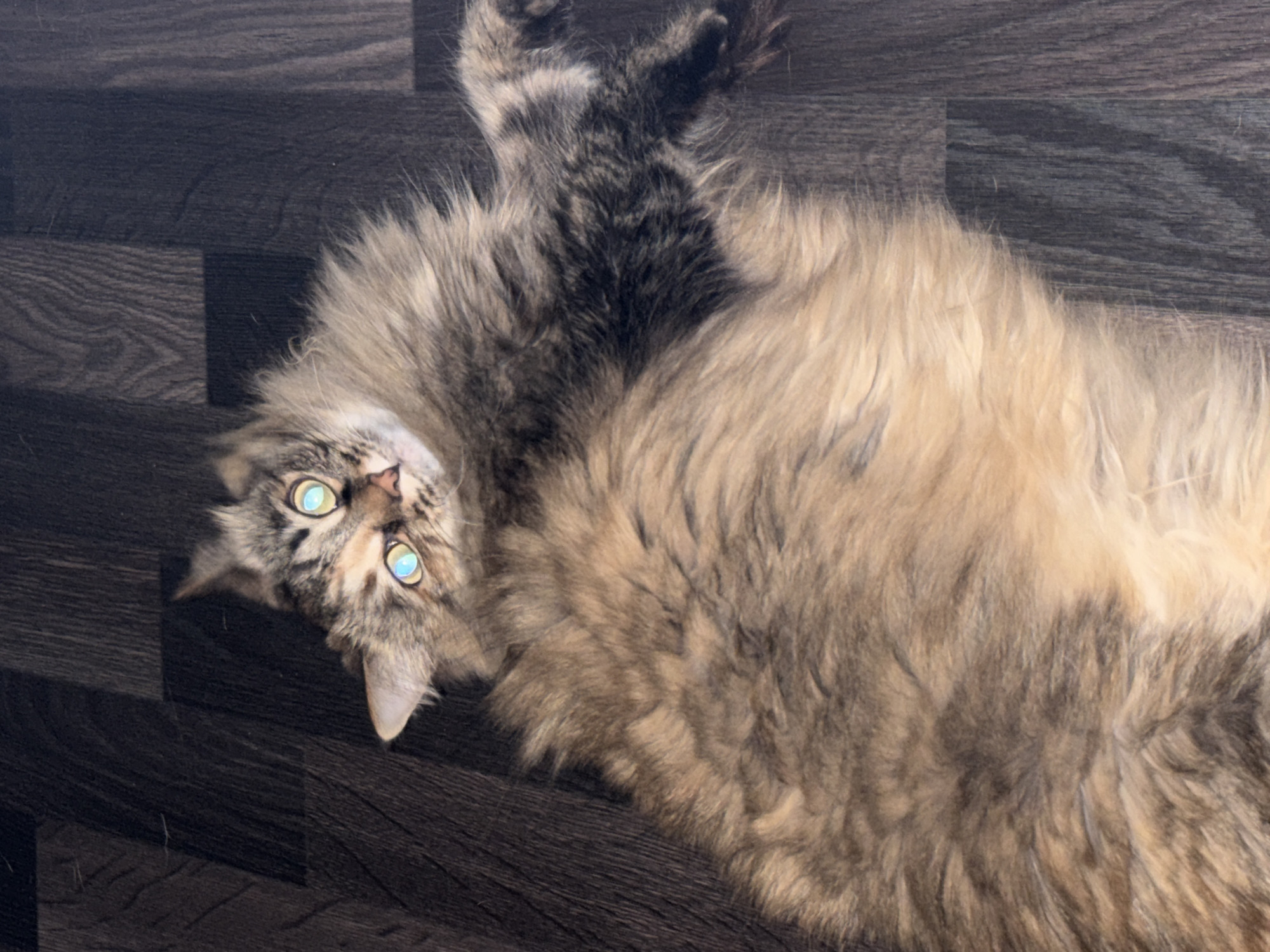 A long-haired tabby cat with golden eyes lies on its back on a dark brown wood-patterned floor. The cat's head is tilted, and its paws are extended upwards. The location is unknown.