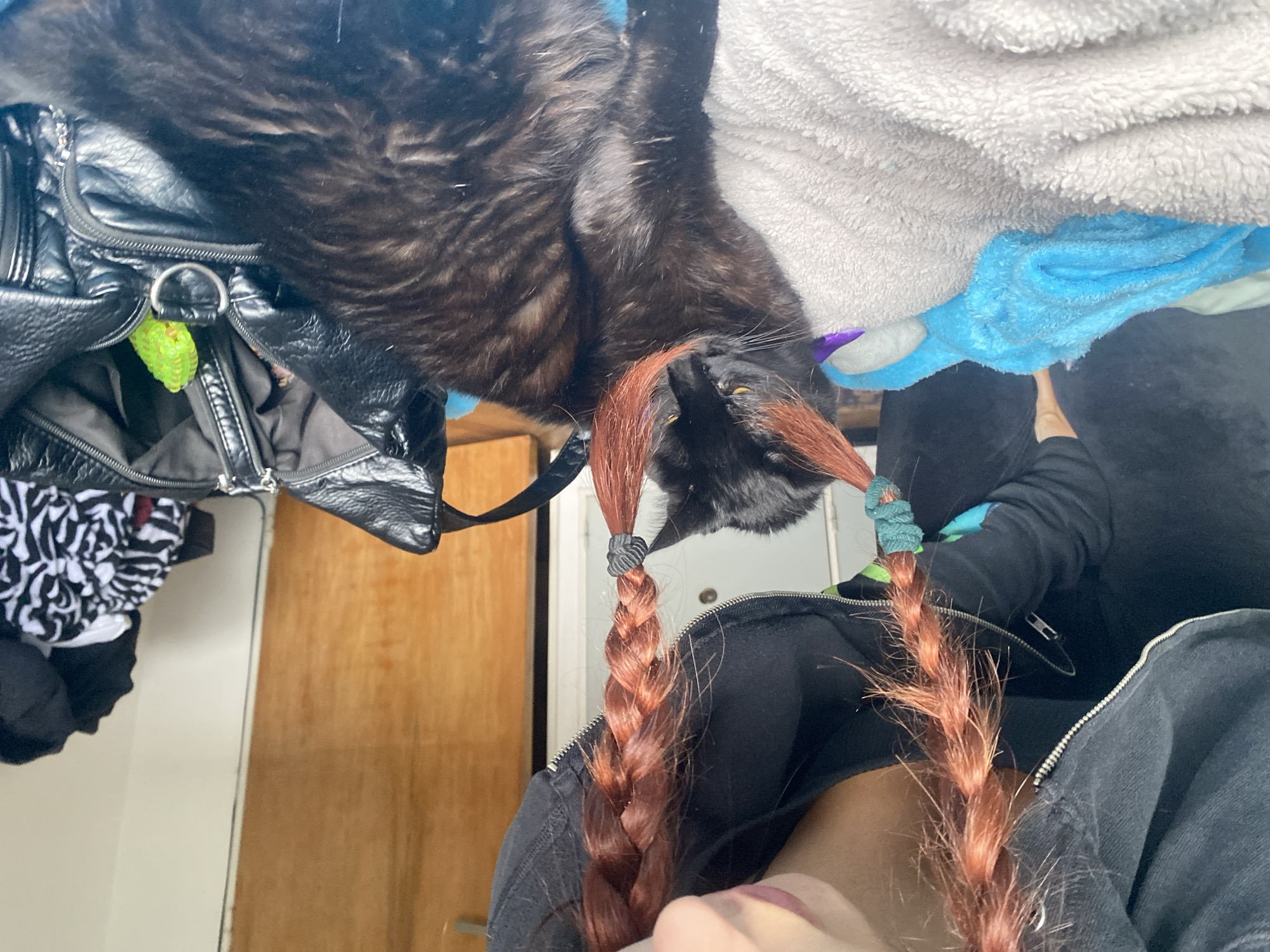 A black cat with red-brown braids poses in a chaotic indoor scene. The cat is partially obscured by a black leather bag on the left, a white and blue towel above, and a person with matching braids on the bottom. The person wears a black hooded sweatshirt. A wooden door is visible in the background. The location is not identifiable as Buenos Aires, Argentina.