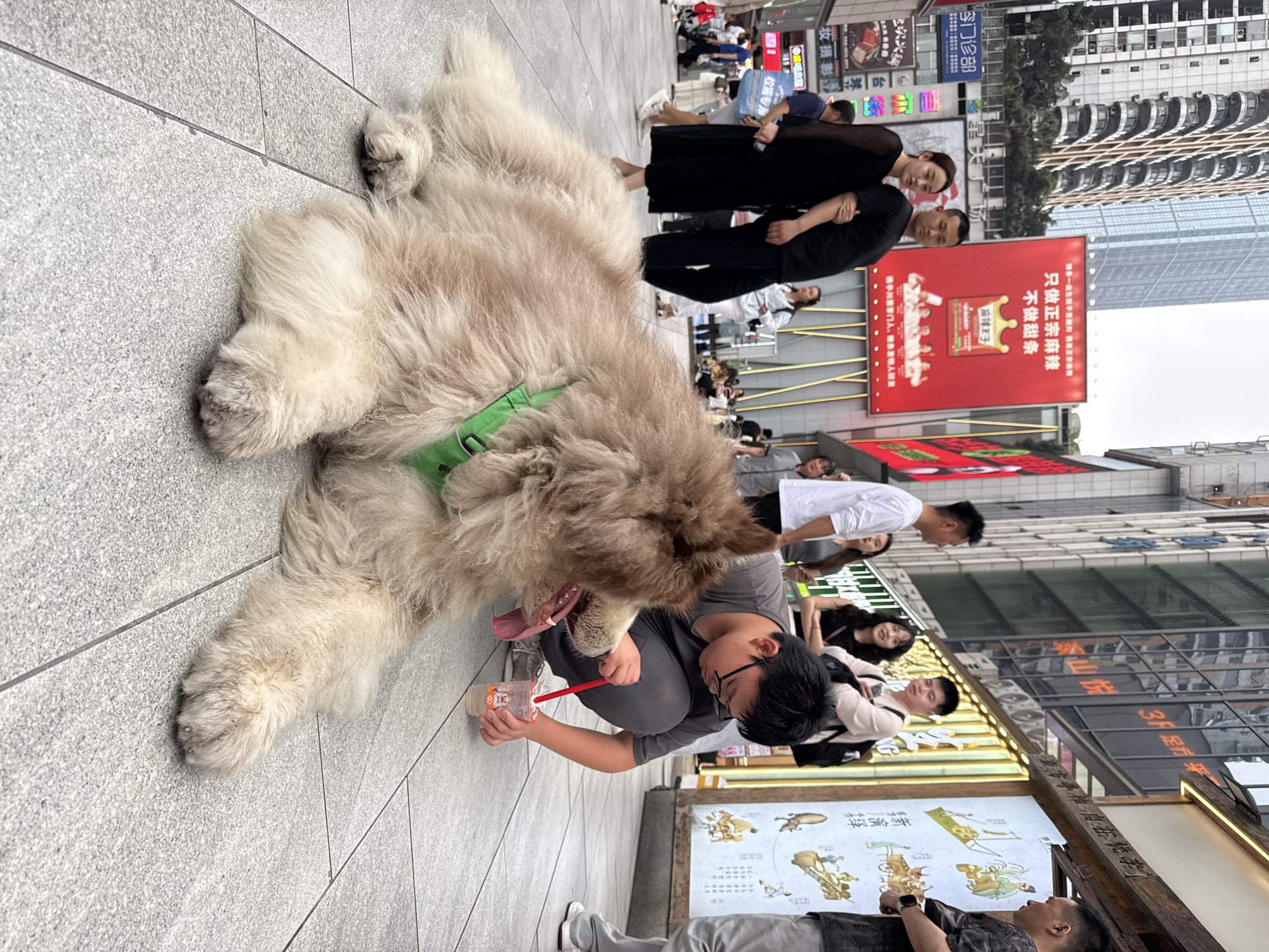 A man is holding a cup with a straw up to a large dog that is lying on the ground, with its tongue out. The man is wearing glasses and a gray shirt. The dog is furry and has a green harness. There are other people in the background, and buildings can be seen in the distance. Signs and advertisements are displayed on the buildings, including one for "Ma La Wang Zi" (麻辣王子), a brand of spicy snacks. The image appears to have been taken in the city of Liangjiang, China.