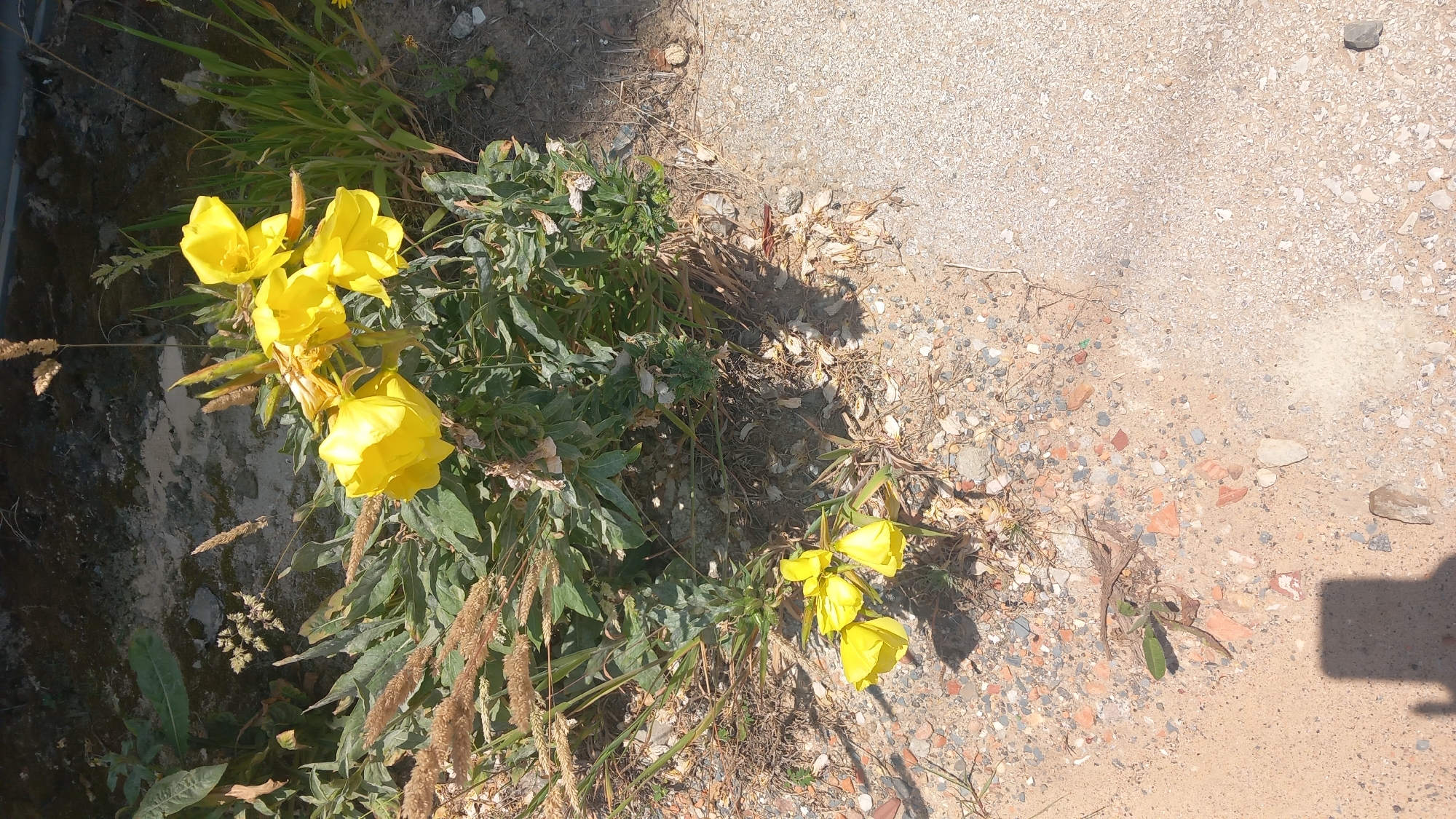 The image depicts an outdoor scene featuring a cluster of bright yellow flowers, likely evening primroses, growing amidst dry vegetation, gravel, and sandy soil. The flowers are the main subject, with a prominent group of four in the upper right portion of the frame and a smaller cluster of three in the lower left. The surrounding environment includes various dried grasses and leafy green plants. The ground is a mix of small pebbles, sand, and broken pieces of terracotta-colored material, possibly pottery shards. A paved surface, likely a sidewalk or road edge, is visible in the lower right quadrant of the image, casting a shadow. In the lower left, a shadow of what appears to be a person's legs and shoes is cast on the sandy ground. The scene is illuminated by bright sunlight, suggesting a daytime setting. The location is identified as the city of Águeda, Portugal.
