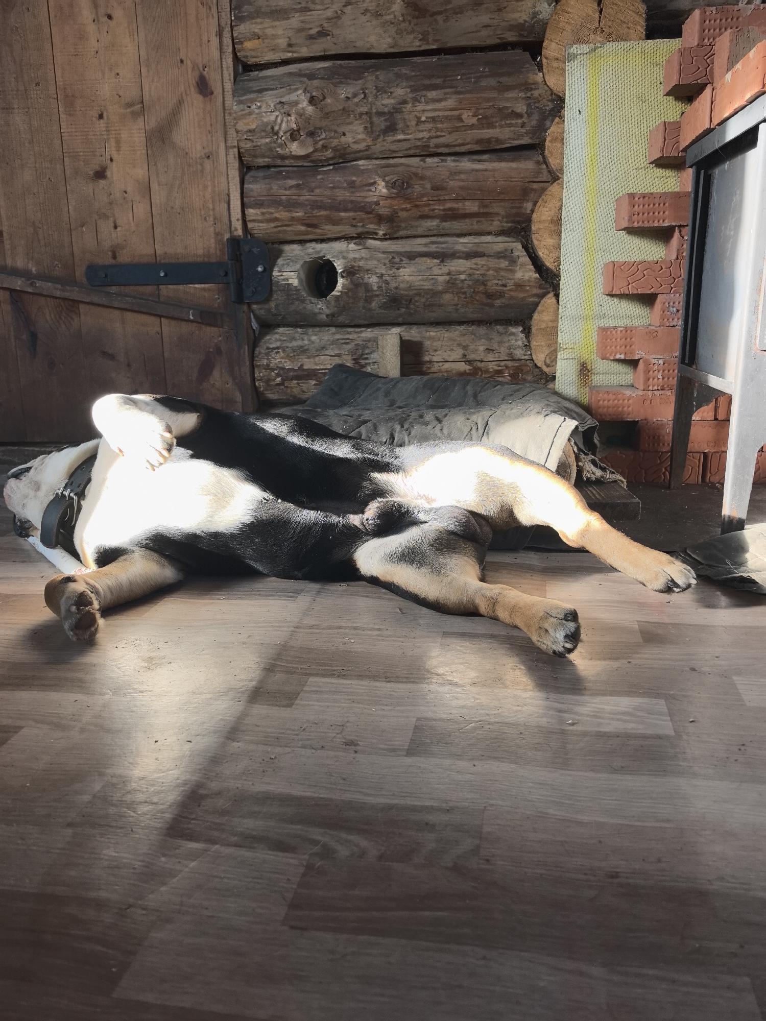 A black and white dog lies on its back on a hardwood floor. It is positioned in front of a wooden wall constructed of horizontal logs and a wooden door with a black metal hinge. To the dog's right is a structure made of brick and yellow insulation. A metal object with a white leg stands nearby. The lighting is bright, creating strong shadows on the floor.