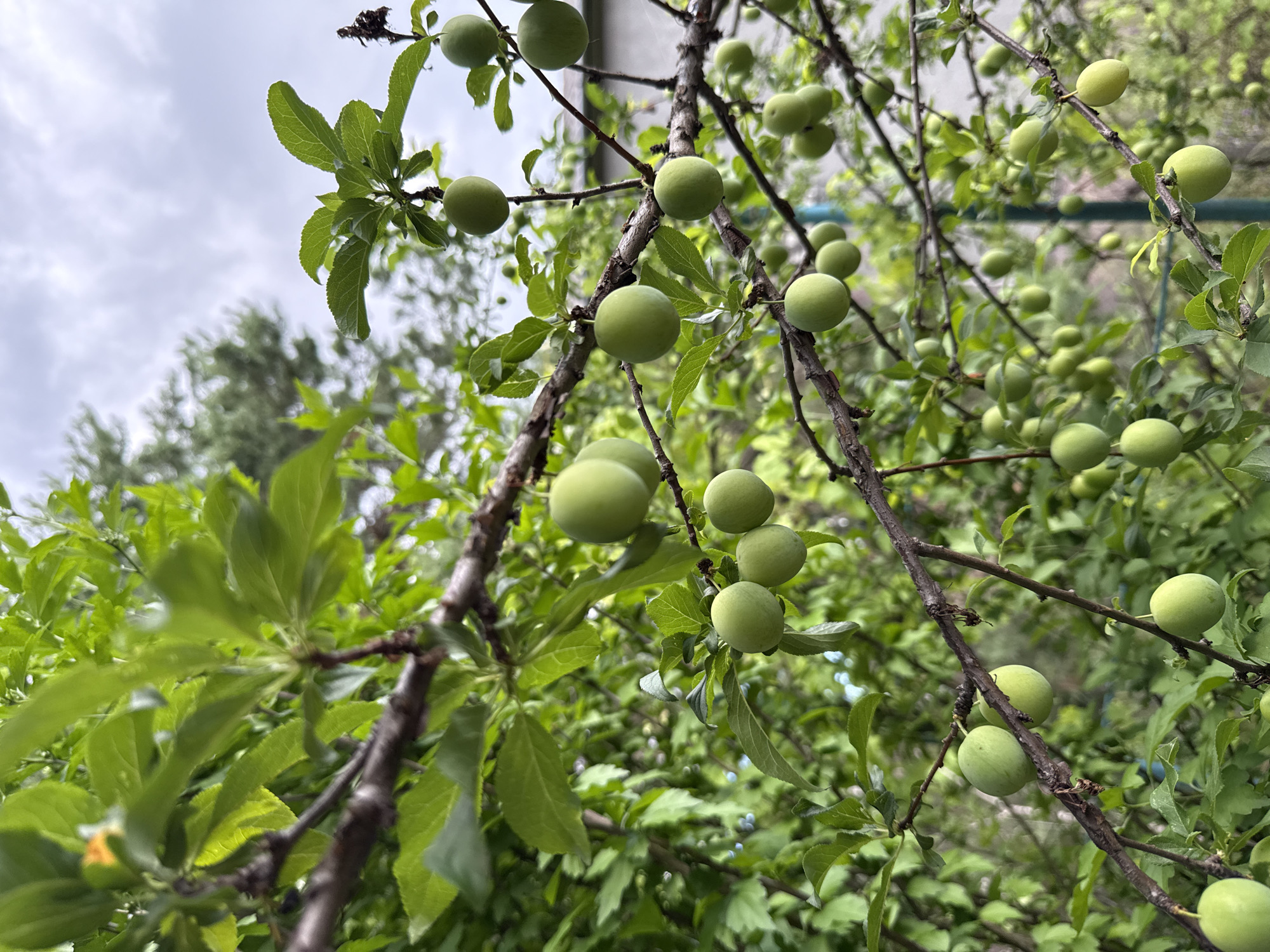 The image shows a close-up of a plum tree branch laden with unripe green plums. The plums are round and vary in size, hanging from the branches amidst lush green leaves. The scene is set outdoors, likely in a natural or garden environment, with other trees and foliage visible in the background. The lighting suggests it's daytime, with an overcast sky indicated by the soft, diffused light and the cloudy backdrop in the upper left portion of the image. This indicates potentially cloudy or rainy weather. The image's composition focuses on the fruit and branches, highlighting the details of the tree and its produce. There are no people or text visible in the image. The overall mood is natural and serene, showcasing the growth of the fruit before it ripens. The location context provided is Obukhivka, Ukraine, which helps to understand the type of vegetation and climate that might be expected.