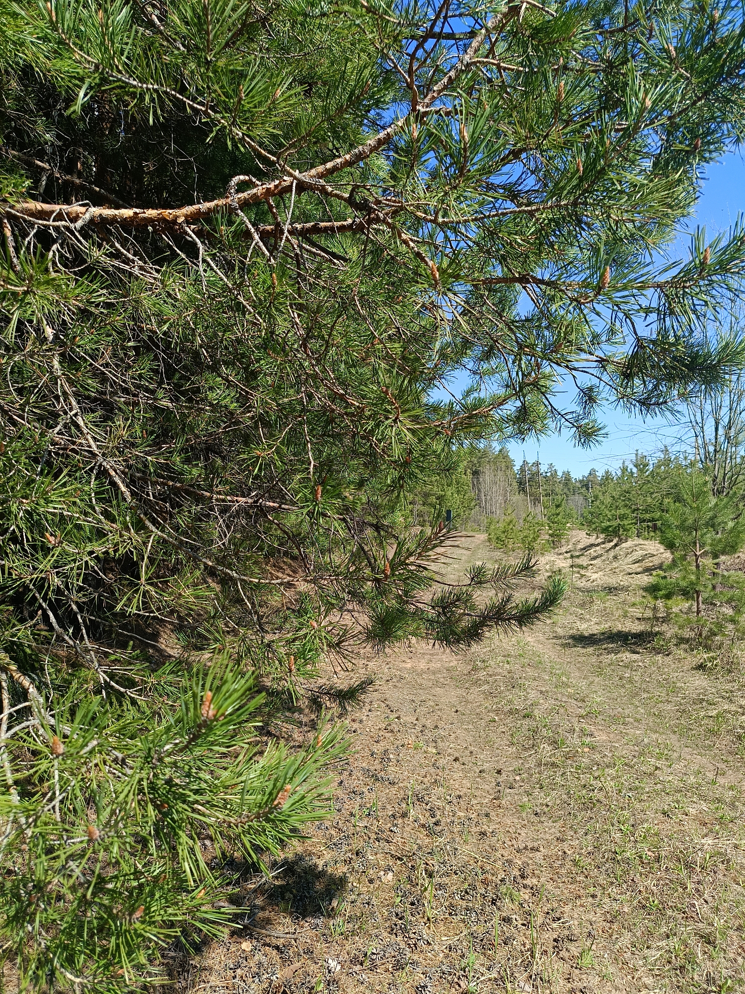 The image depicts a forest clearing in a natural environment, likely in the city of Chaikovsky, Russia. A path leads through the clearing, bordered by pine trees and low vegetation. The ground is covered in dry grass, pine needles, and scattered small plants. The foreground features branches of a pine tree, partially obscuring the view. The sky is visible in the background, appearing clear and blue. There are no people or other visible subjects in the image. The scene suggests a peaceful, natural setting within or on the outskirts of a wooded area.