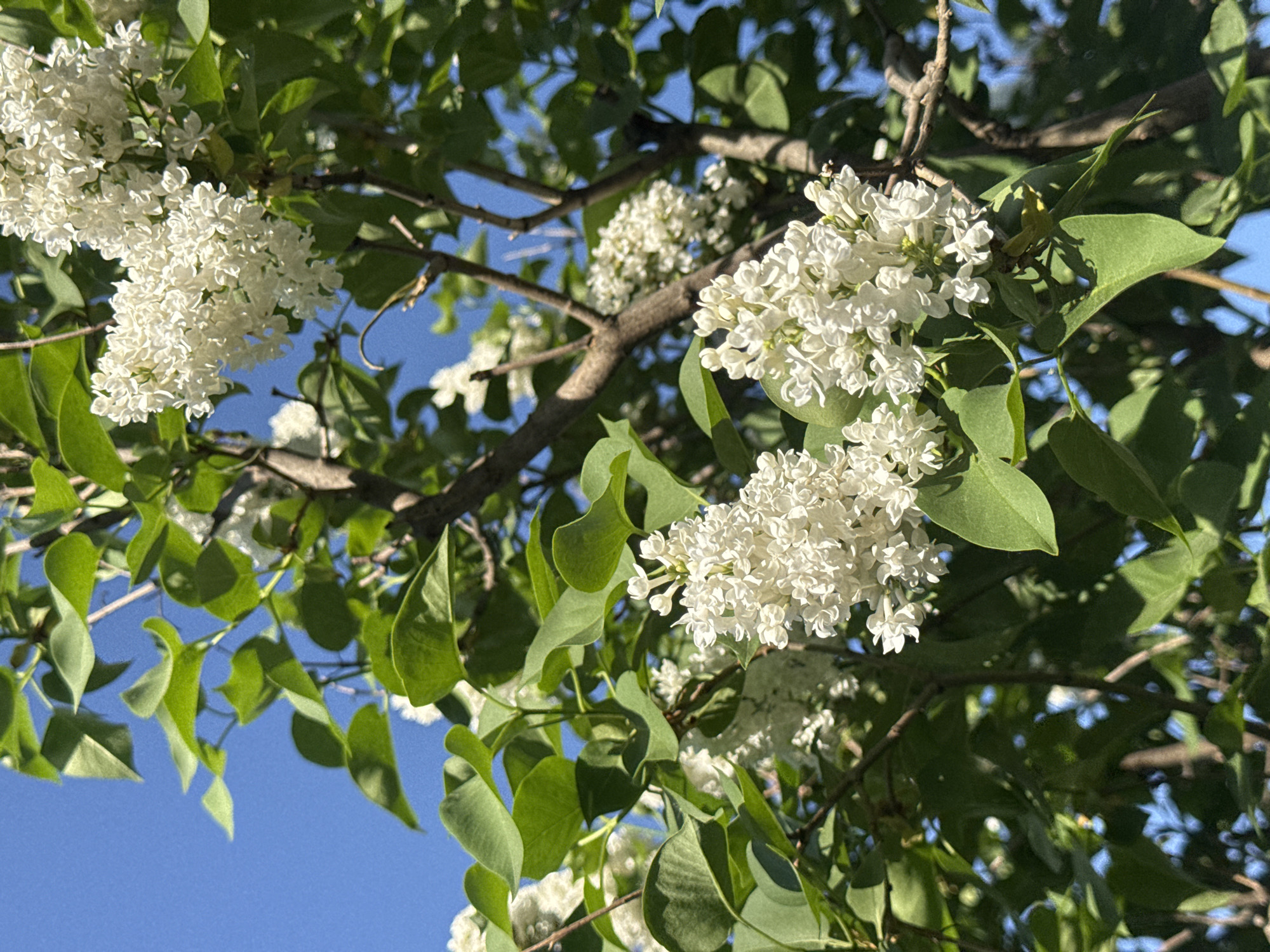 The image shows white lilac flowers in bloom on a tree, with green leaves visible among the flowers. The background features a clear blue sky and tree branches. The location is Noviy, Russia.