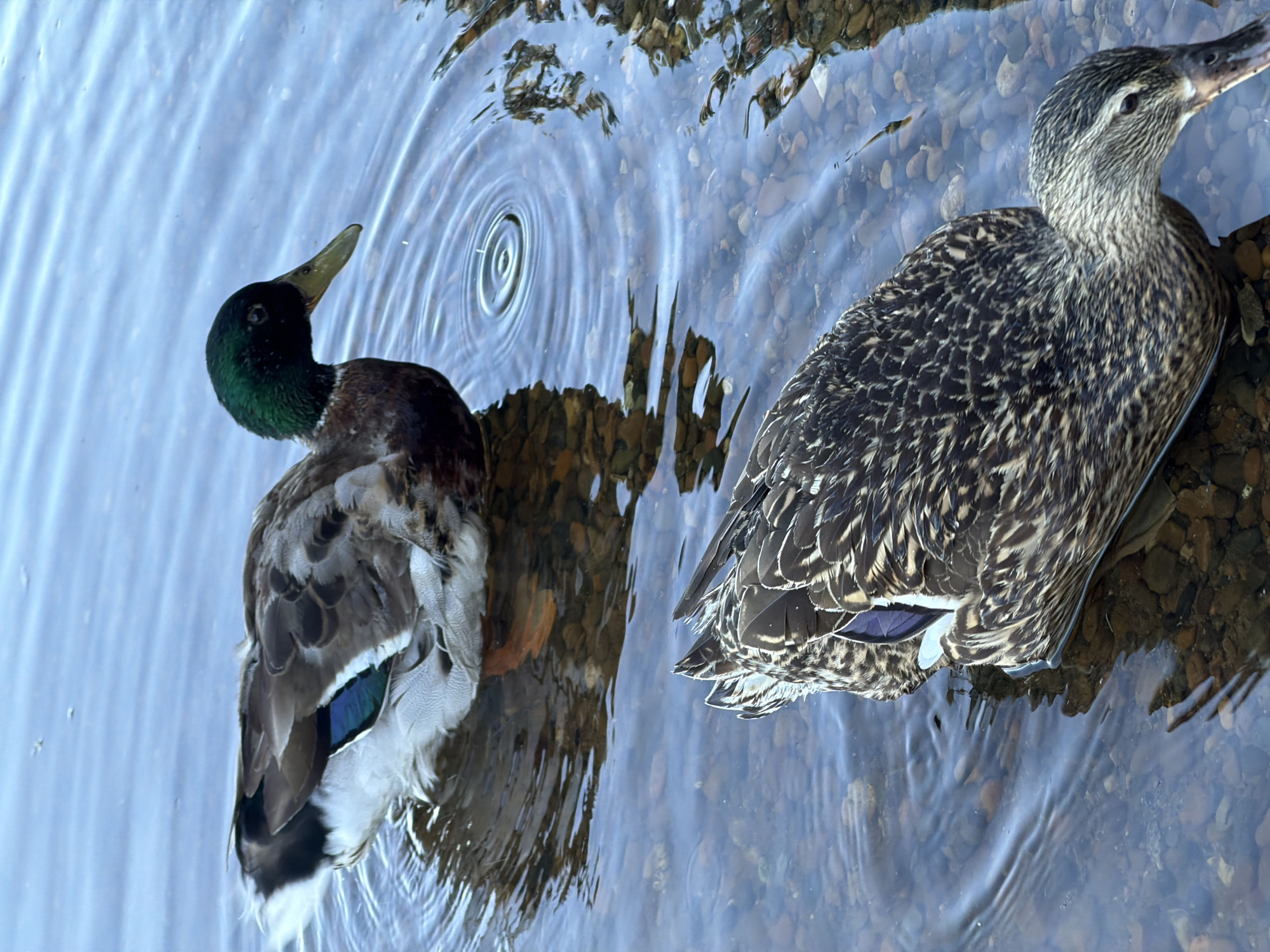 Two ducks are in shallow, clear water. The duck in the foreground is a female mallard, facing right and looking down. Its feathers are mottled brown and tan with some iridescent blue-purple wing patches. The duck in the background is a male mallard, facing right and looking forward. It has a distinctive green head and neck, a brown body, and a white collar. Ripples are visible on the water's surface. The bottom of the pond is covered in small, smooth stones. The scene takes place in the city of Chaikovsky, Russia.