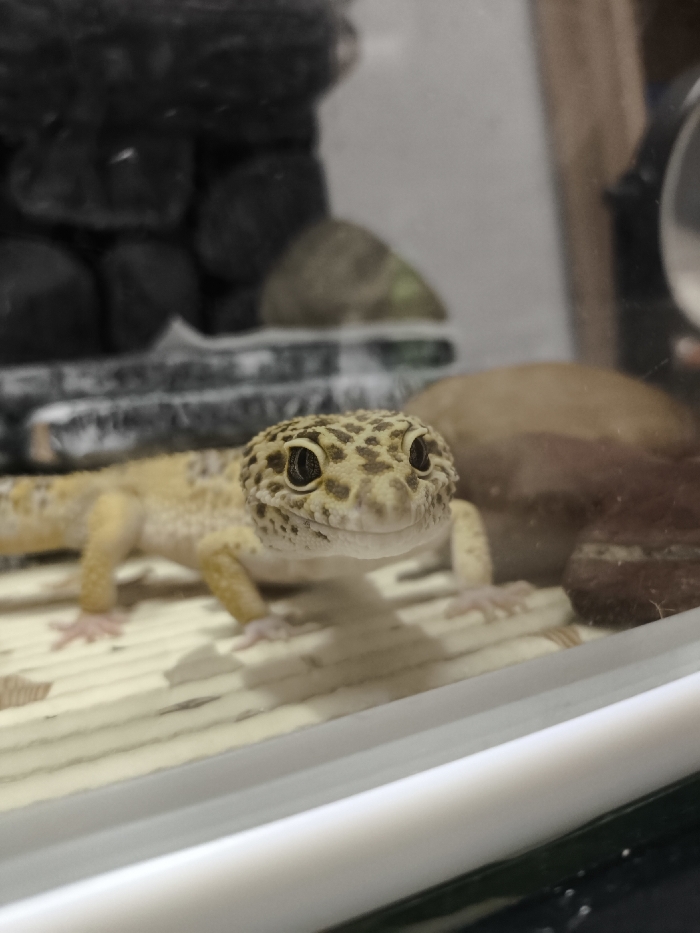 A leopard gecko (Eublepharis macularius), exhibiting a yellow and tan coloration with distinct dark spotting, is positioned on a light-colored, horizontally ridged substrate, likely a reptile mat. The gecko faces forward with its head slightly elevated, its dark eyes directed towards the viewer through a clear glass enclosure pane, framed by a white border at the bottom. In the blurred background within the enclosure, dark, stacked rock-like structures are visible to the left, and a rounded, brown object, possibly a hide, is situated to the right. The scene is illuminated by ambient light. The location of this scene is the city of Chaikovsky, Russia.