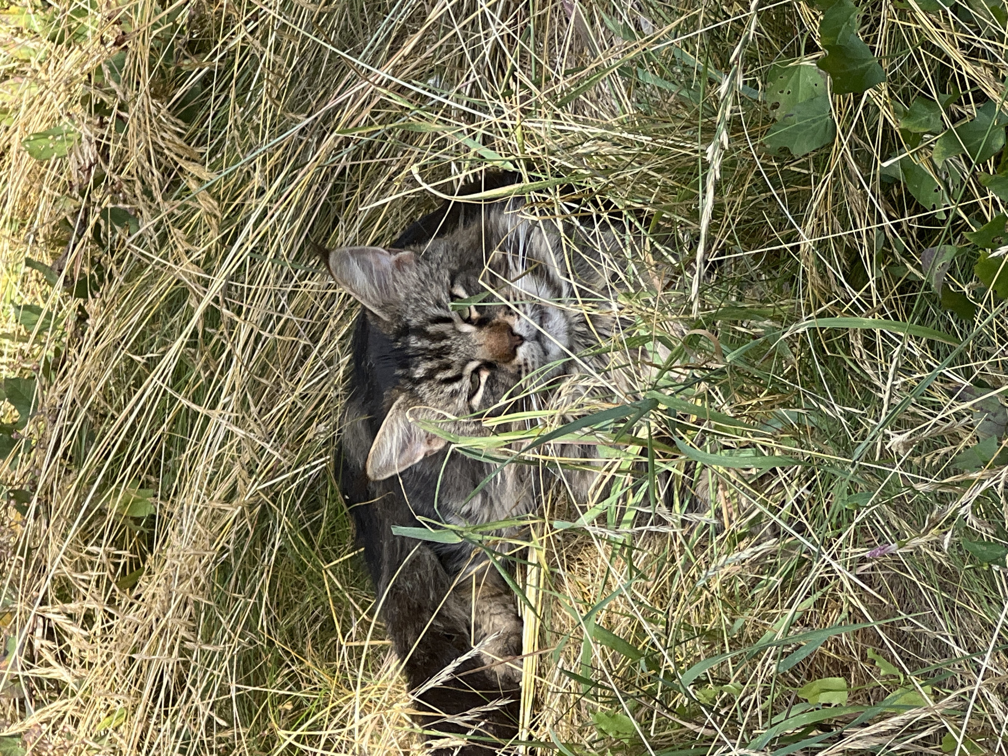 A long-haired tabby cat with green eyes is lying in tall, dry grass in Fontanka, Ukraine. The cat is mostly obscured by the grass, with only its head and a portion of its body visible. The grass is a mix of green and golden stalks, suggesting it is late summer or early autumn. The lighting indicates it is daytime.