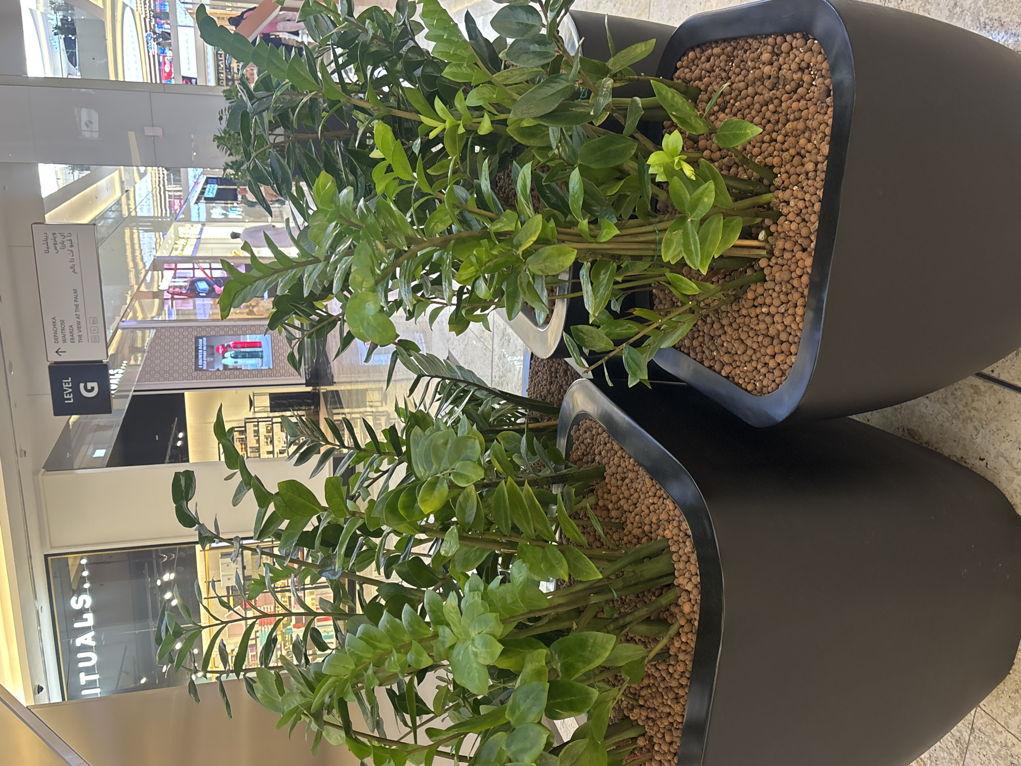 A mall interior scene in Ff, United Arab Emirates. The foreground features two large, square, black planters filled with plants. The plants are green with thick stems and numerous oval-shaped leaves. The planters are filled with small, brown, spherical pebbles around the base of the plants. In the background, a store with a lit sign that reads "RITUALS..." is visible. Further back, a directional sign hangs from the ceiling, indicating "LEVEL G" and listing various locations in English and Arabic, including "DEPCHIKA", "WATROSE", "EBARZA", and "THE VIEW AT THE PALM". People are visible walking in the background, some in traditional attire. The environment appears to be a well-lit, modern shopping mall.